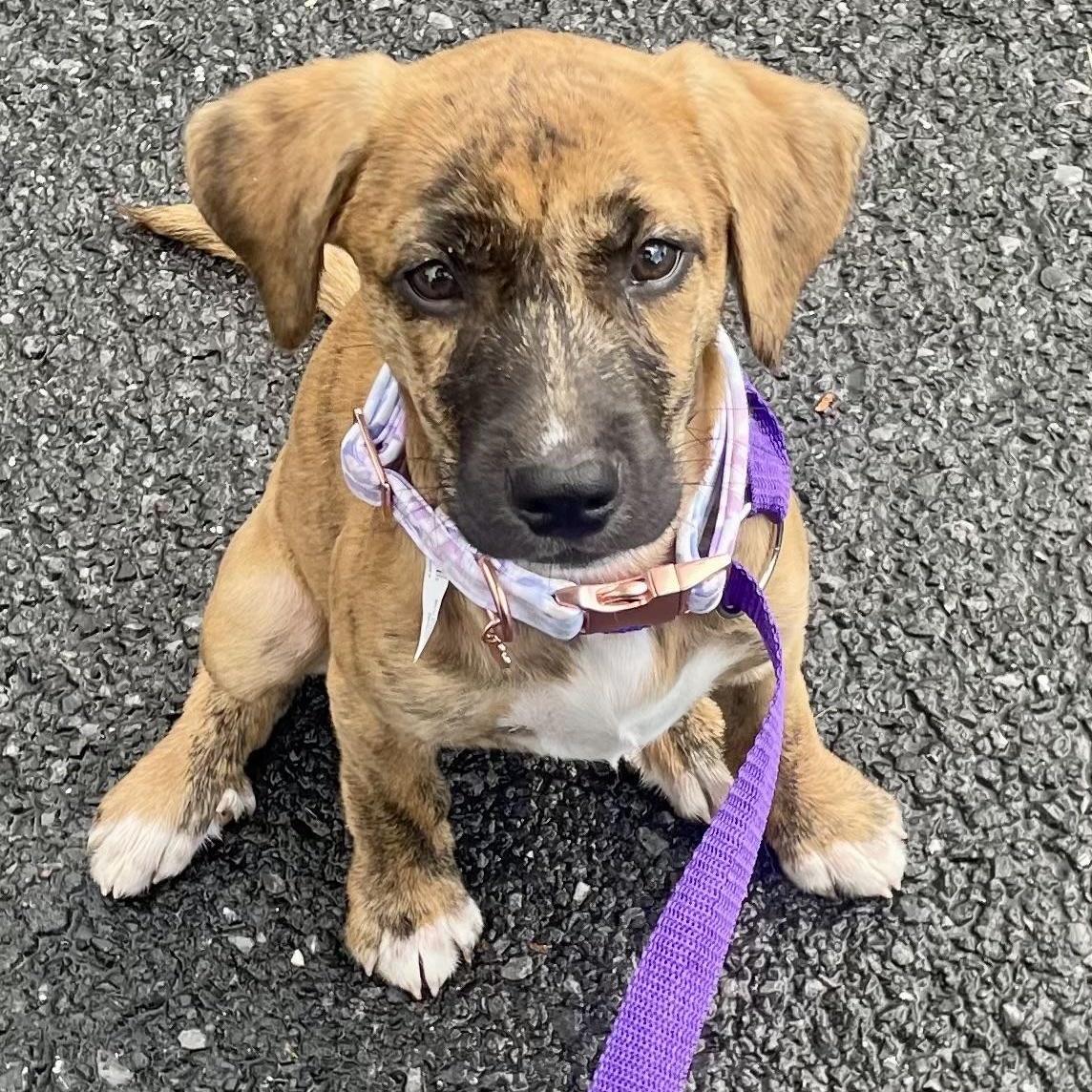 Trixie, Adoptable, Puppy Female Shepherd & Hound.