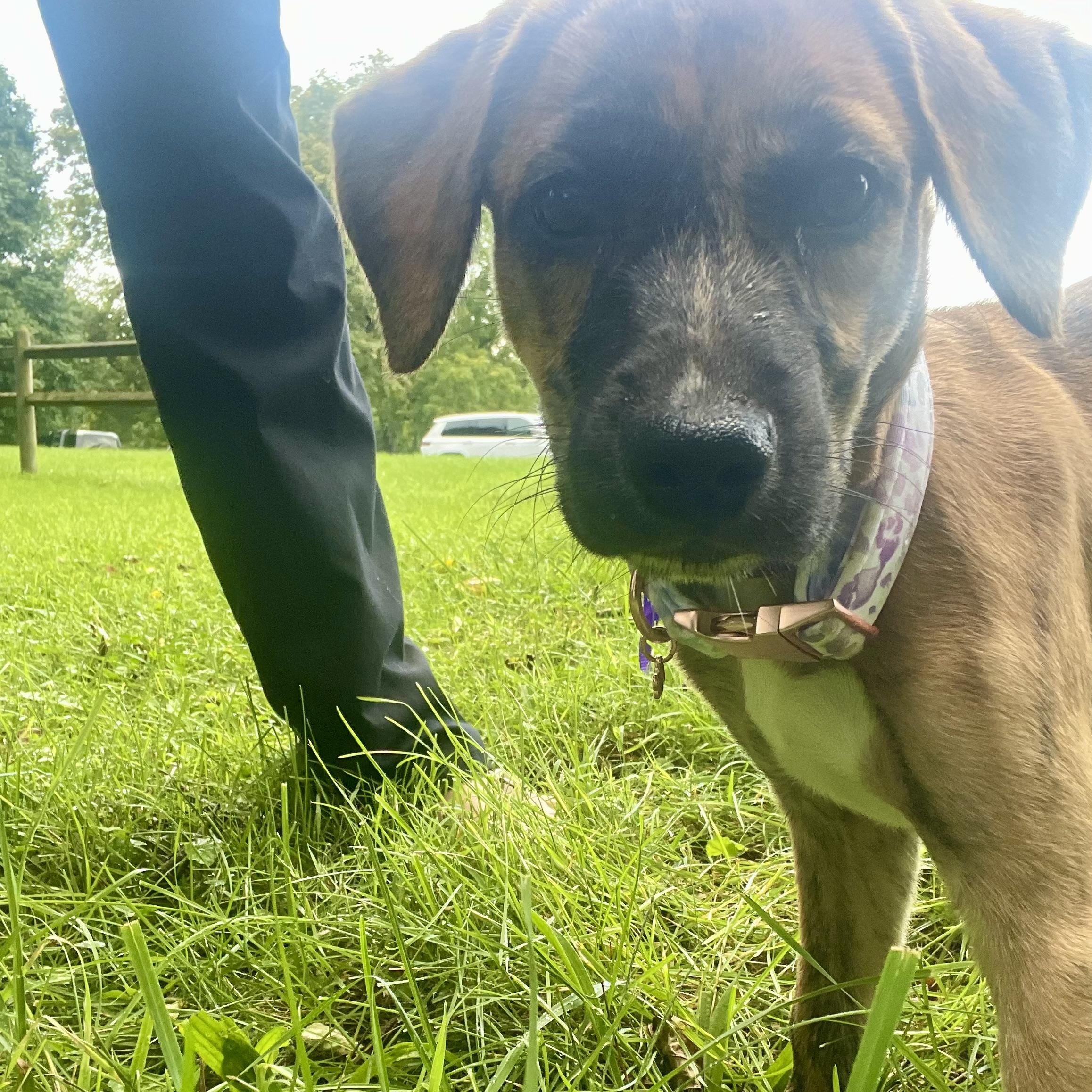 Enlarge Trixie, a Adoptable mixed breed in High View, WV image 6/6