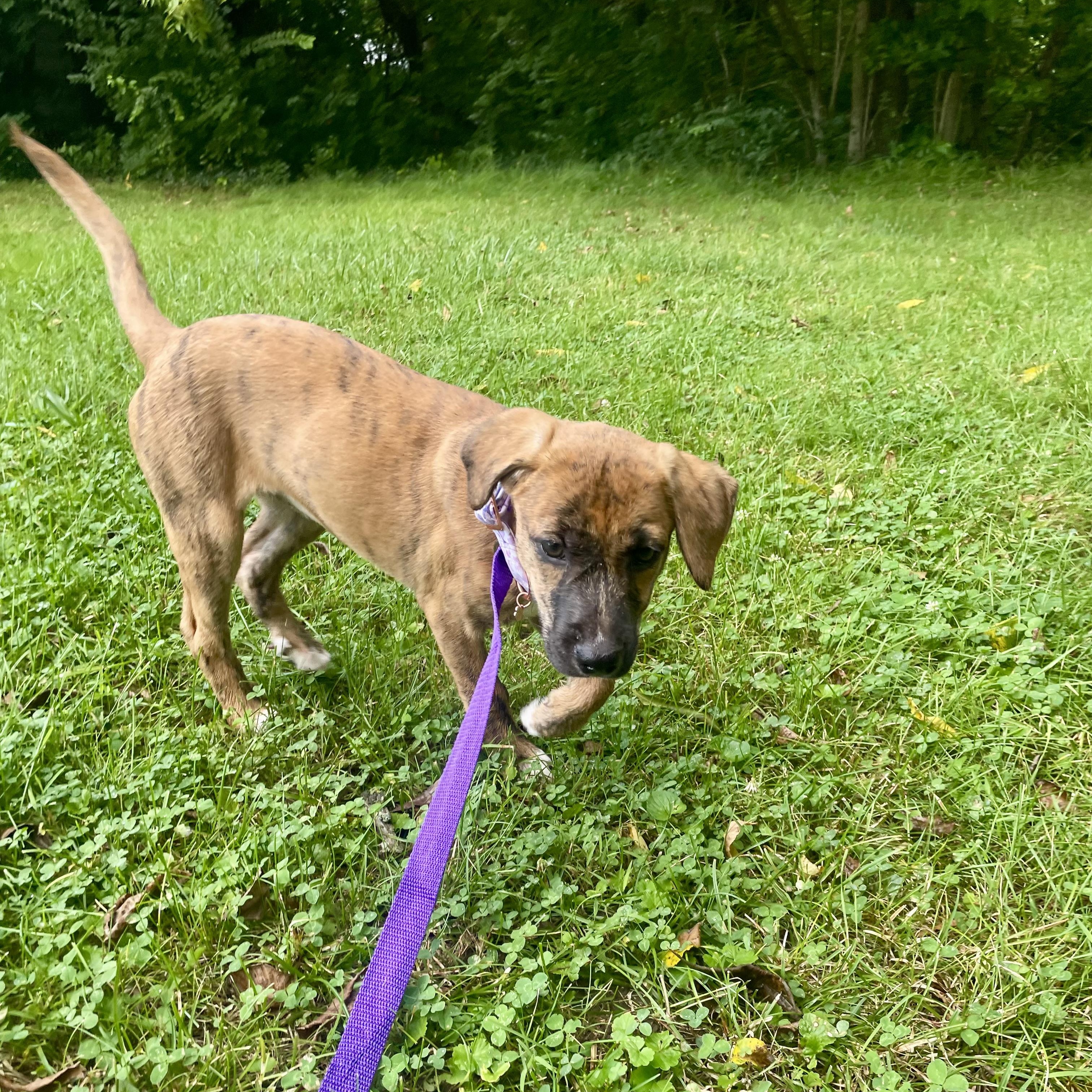 Enlarge Trixie, a Adoptable mixed breed in High View, WV image 4/6