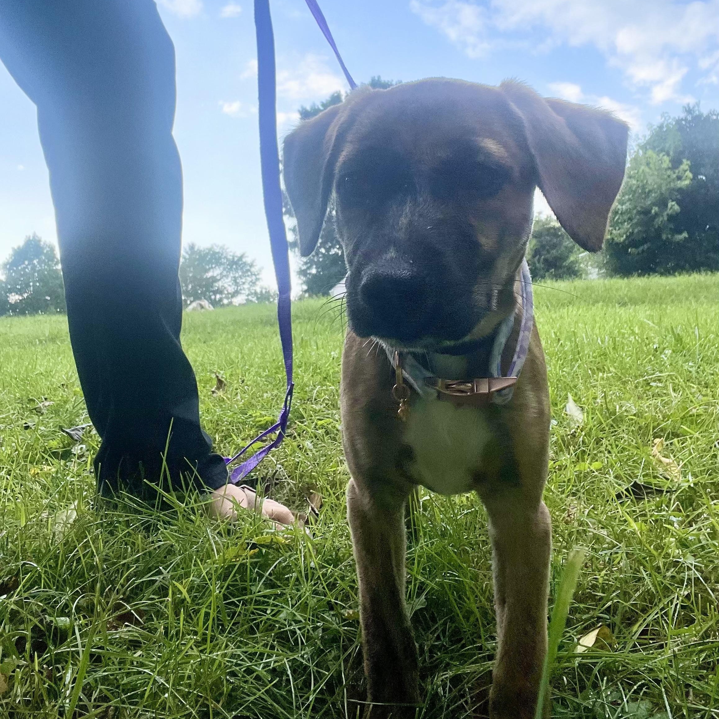 Enlarge Trixie, a Adoptable mixed breed in High View, WV image 5/6