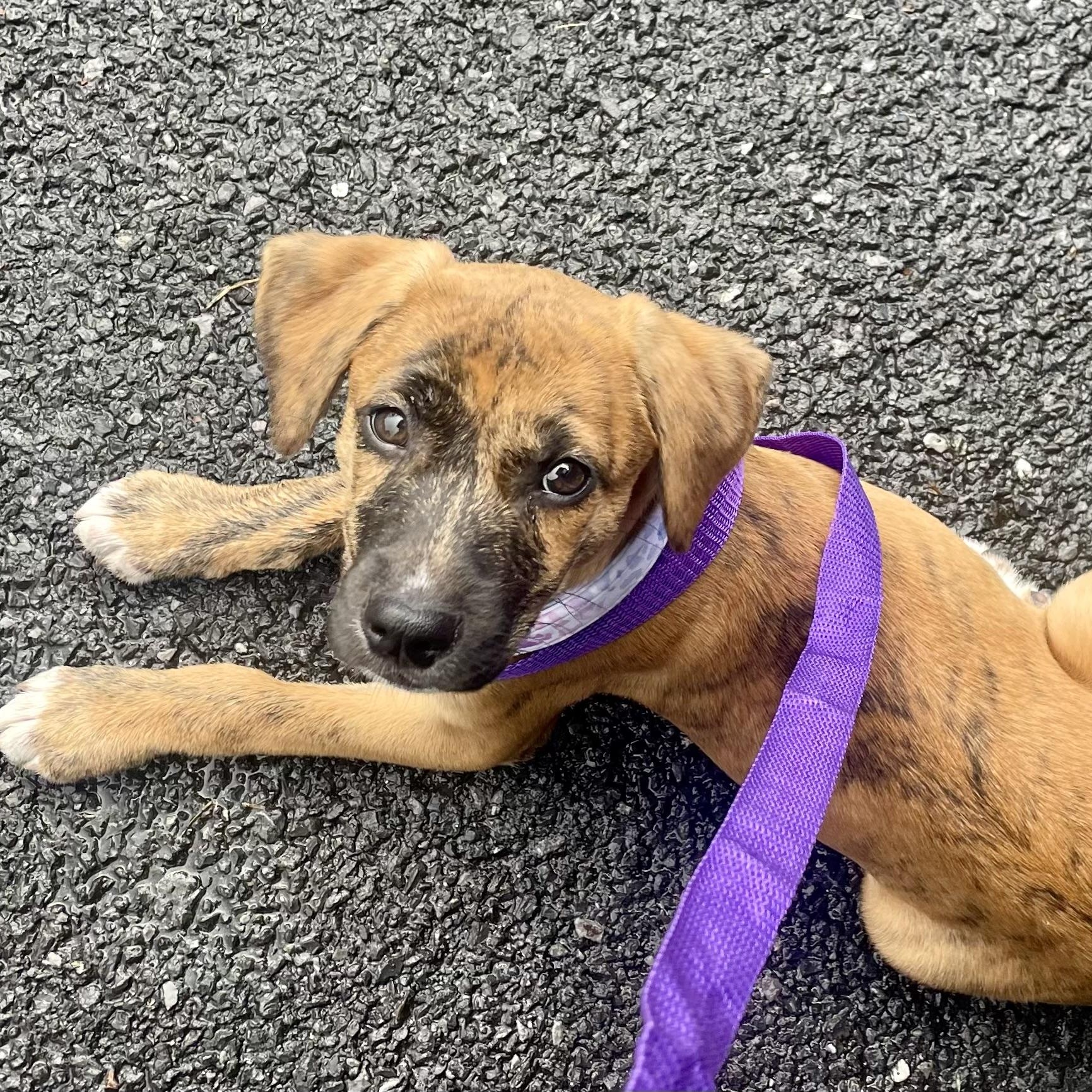 Enlarge Trixie, a Adoptable mixed breed in High View, WV image 2/6