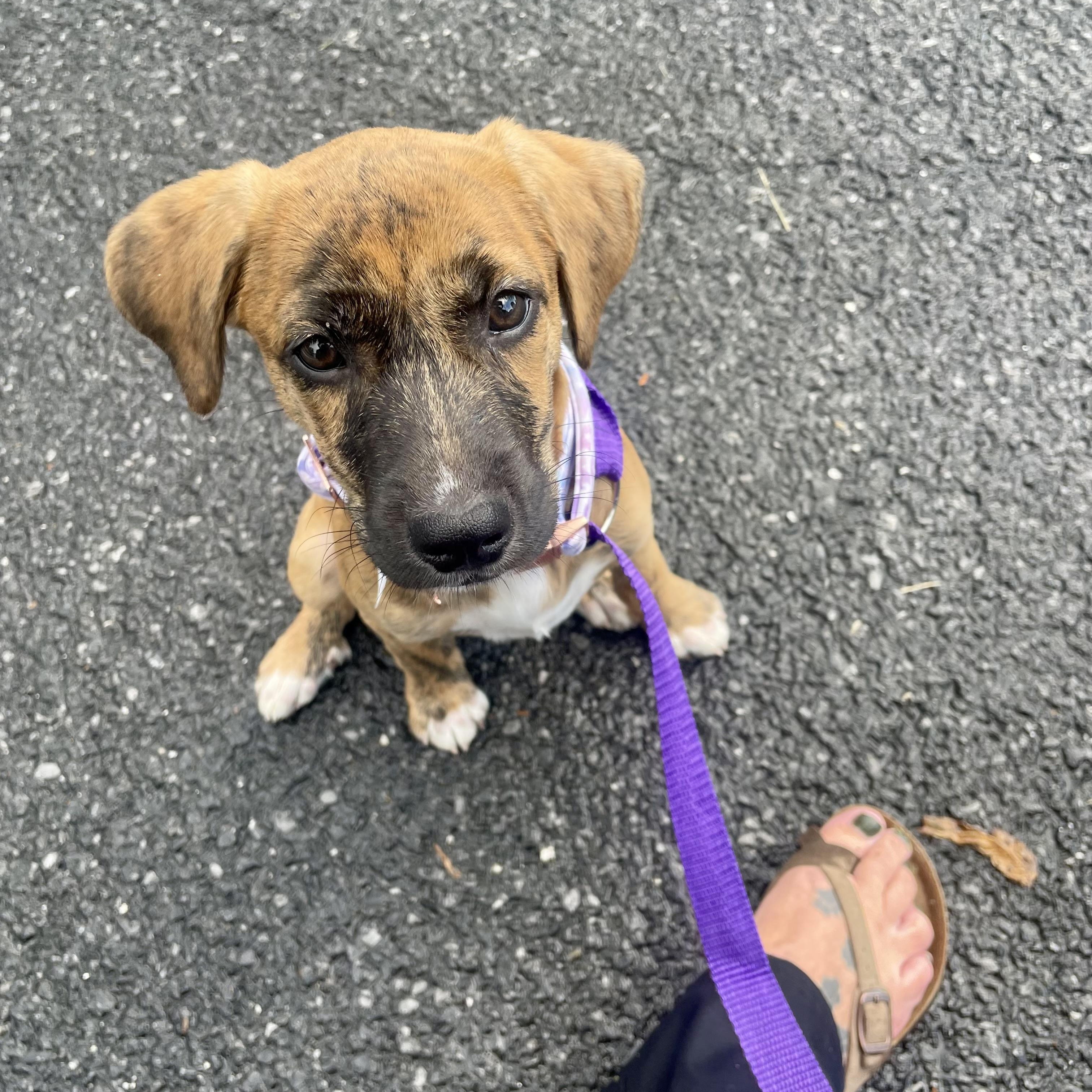 Enlarge Trixie, a Adoptable mixed breed in High View, WV image 3/6