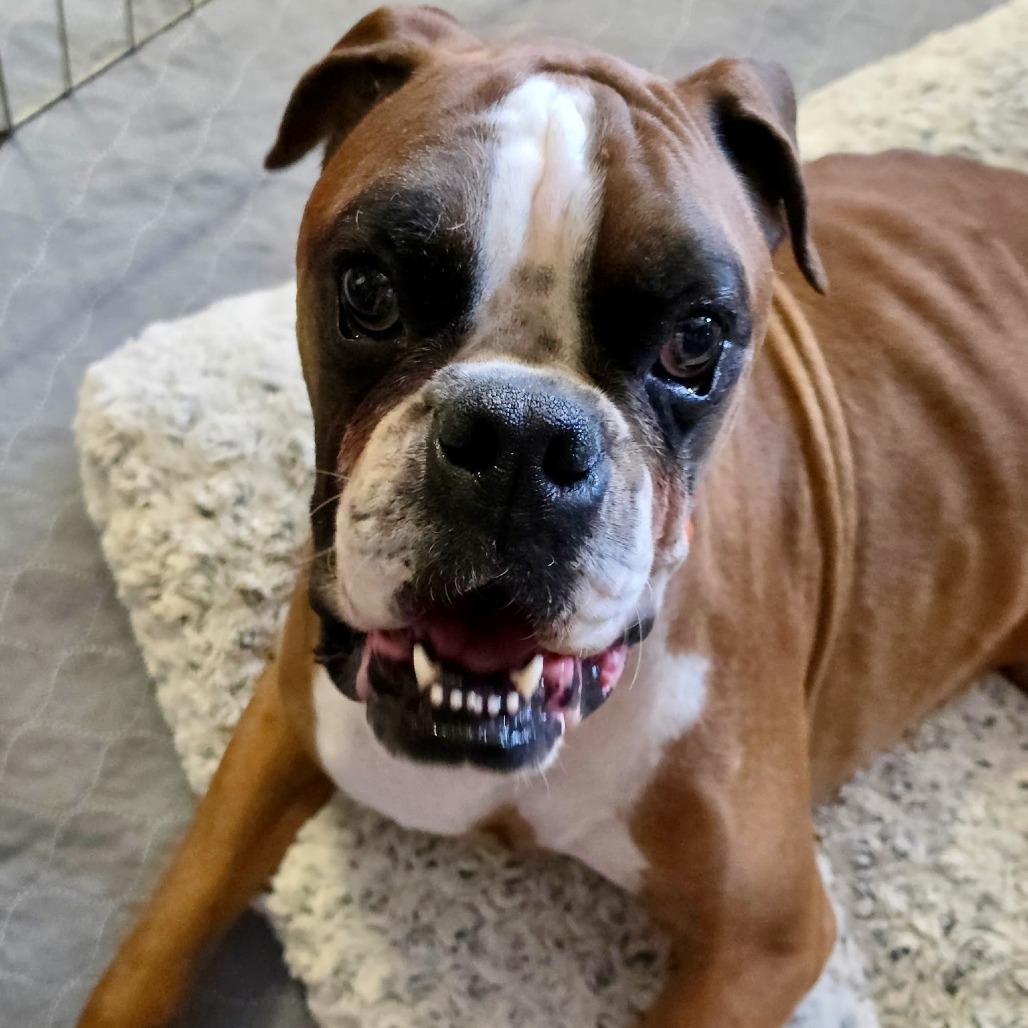 Enlarge Canelo (Hopps), a Adoptable Boxer in McMinnville, OR image 1/1