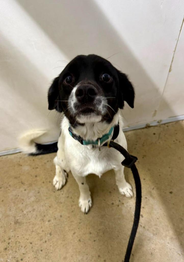 Bandit, Adoptable, Young Male Mixed Breed.