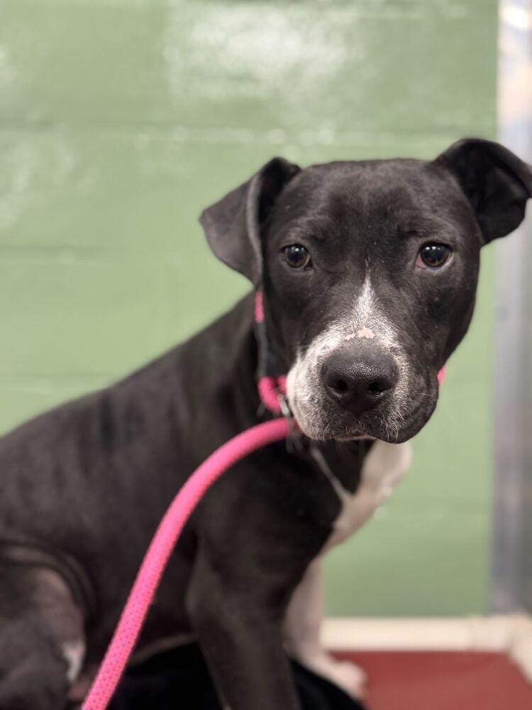 Enlarge Ben, a Adopted mixed breed in Elmsford, NY image 1/2