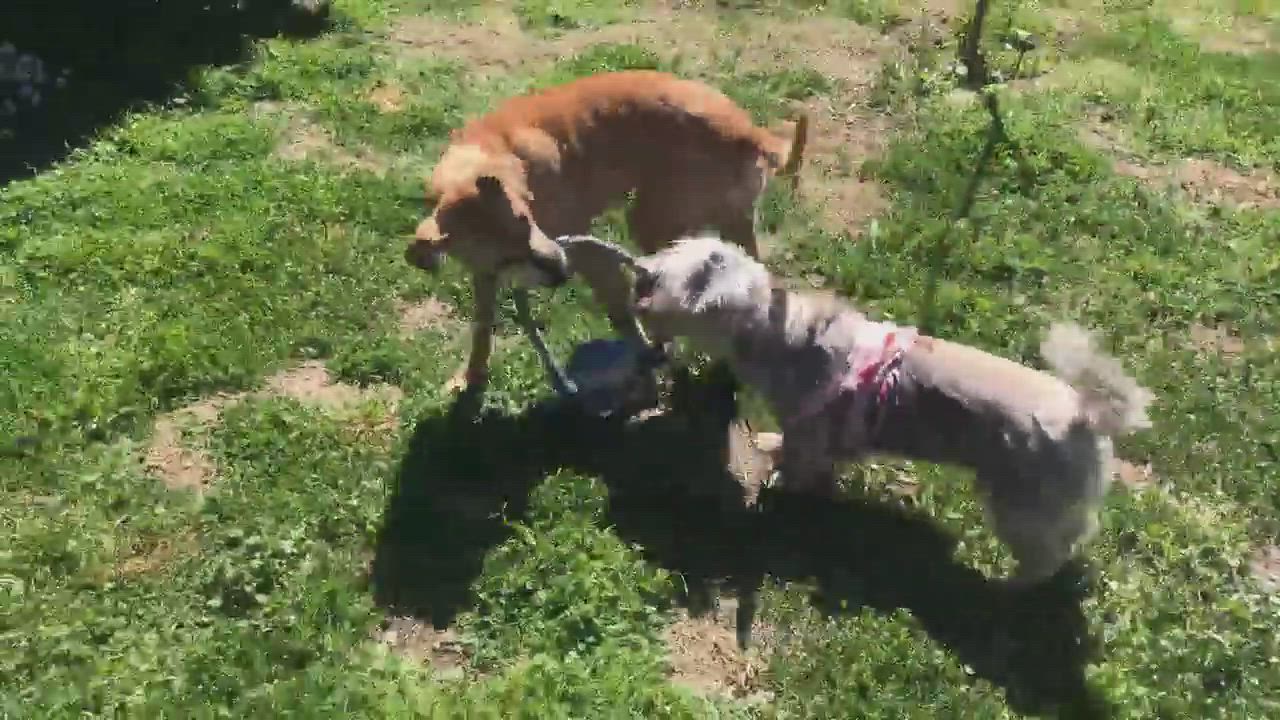 Enlarge Jasmin, a Adopted mixed breed in Burbank, CA video 5/9