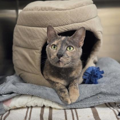 Lina, Adoptable, Adult Female Domestic Short Hair & Domestic Short Hair.