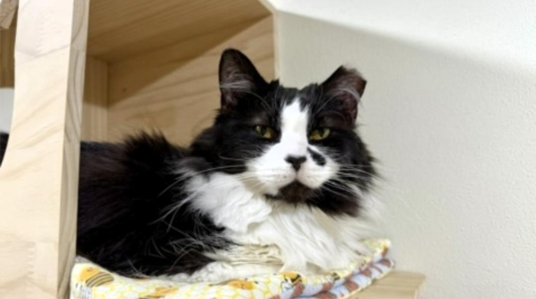Enlarge Beauty , a ADOPTABLE Domestic Long Hair in Reeseville, WI image 4/4