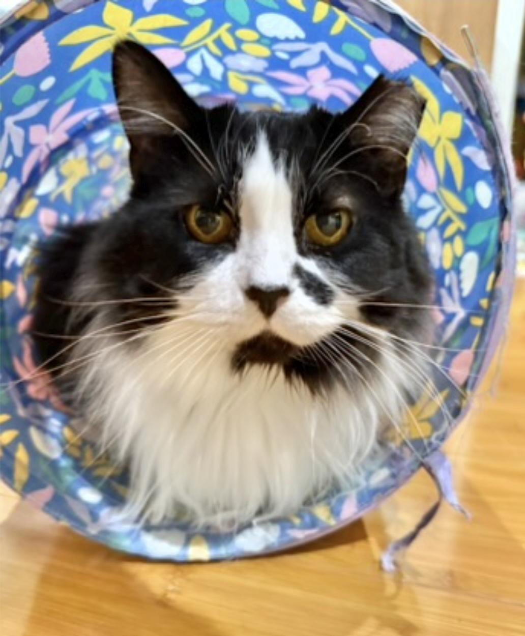 Beauty , ADOPTABLE, Adult Female Domestic Long Hair.