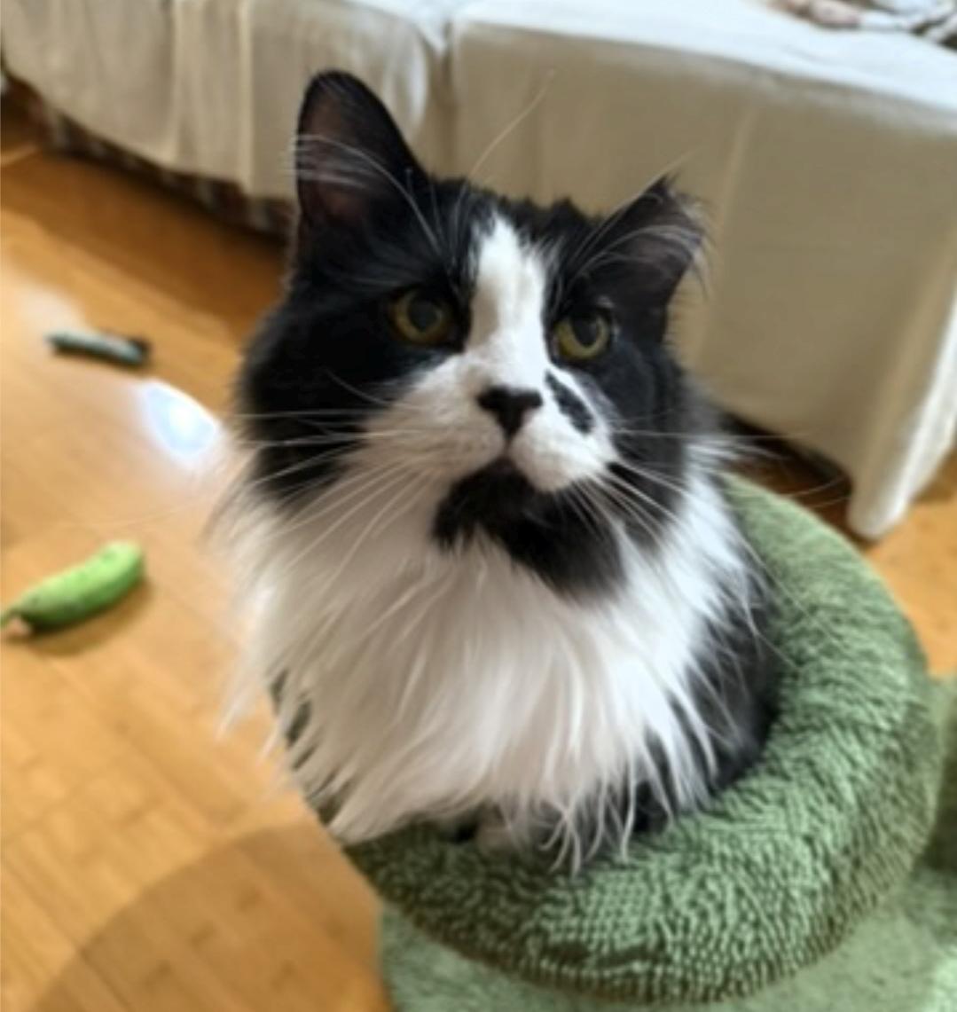 Enlarge Beauty , a ADOPTABLE Domestic Long Hair in Reeseville, WI image 2/4