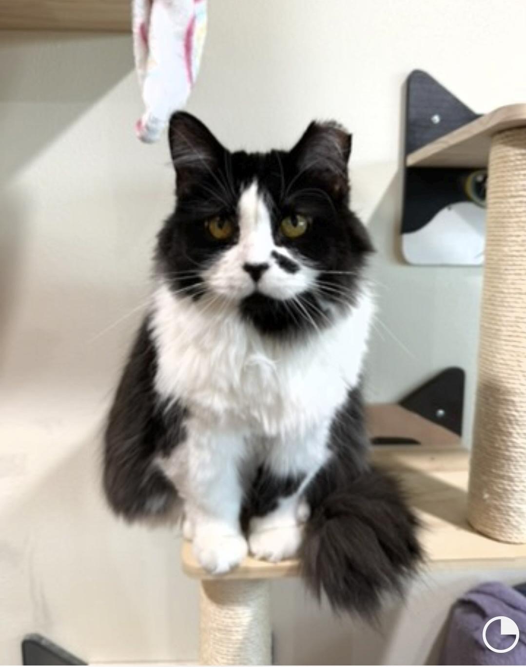 Enlarge Beauty , a ADOPTABLE Domestic Long Hair in Reeseville, WI image 3/4