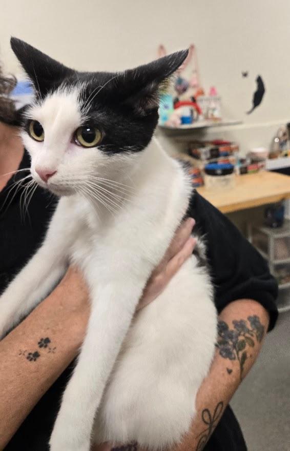 Martino, Adoptable, Kitten Male Domestic Short Hair.