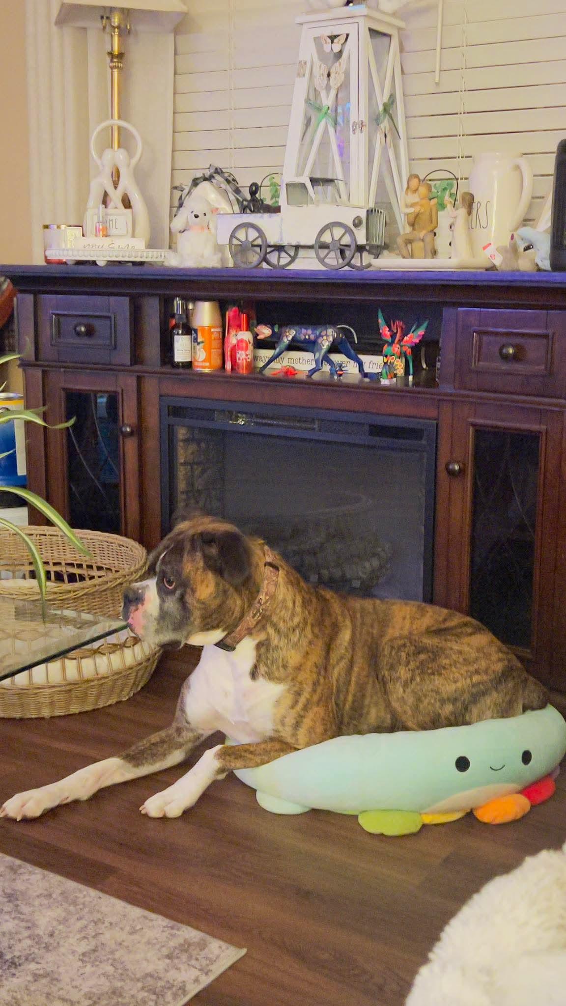 Enlarge Rocko , an adopted Boxer in Lexington, KY image 5/6