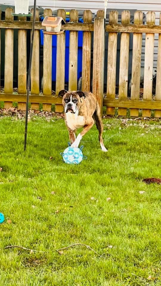 Enlarge Rocko , an adopted Boxer in Lexington, KY image 3/6
