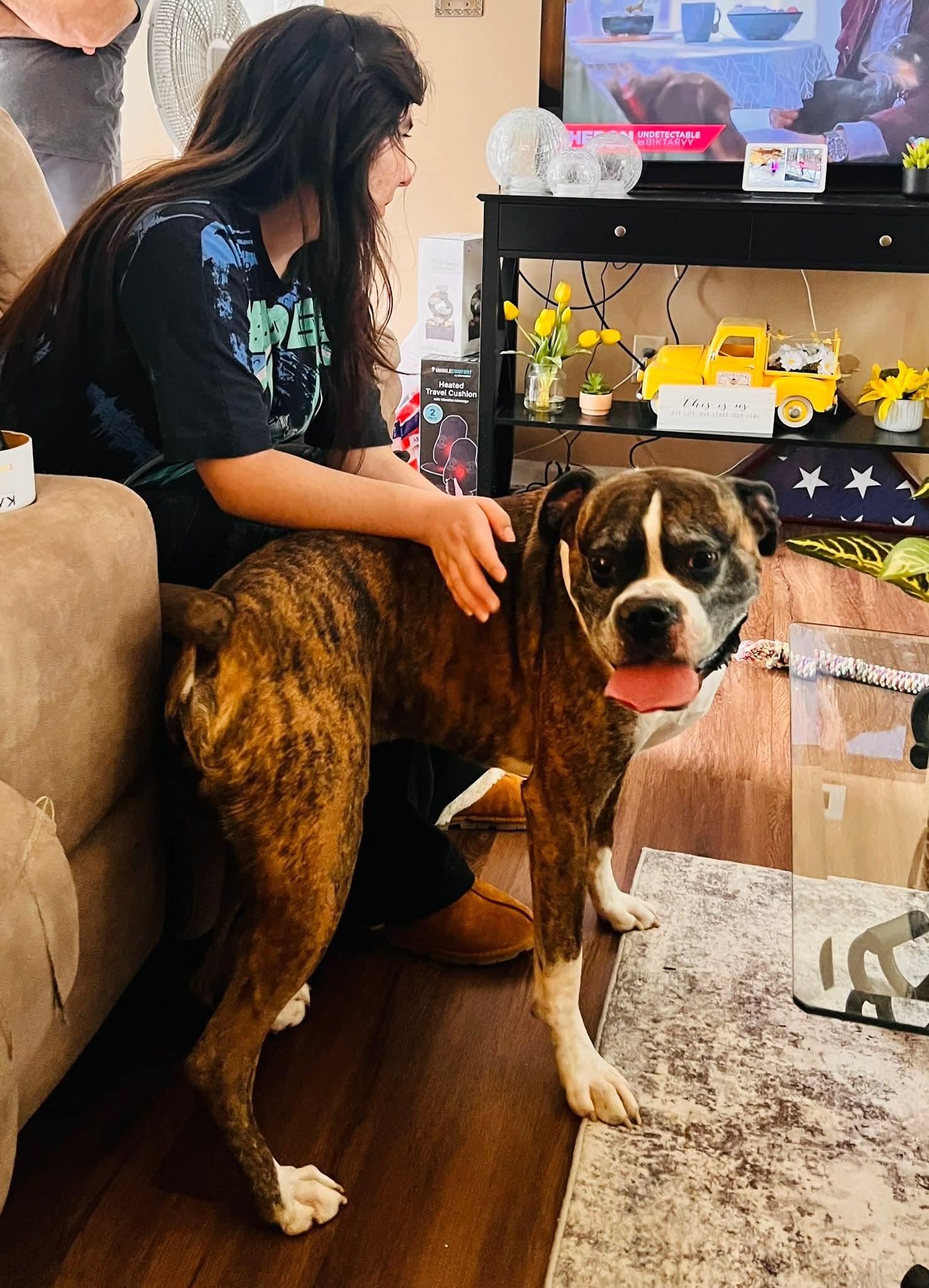 Enlarge Rocko , an adopted Boxer in Lexington, KY image 1/6