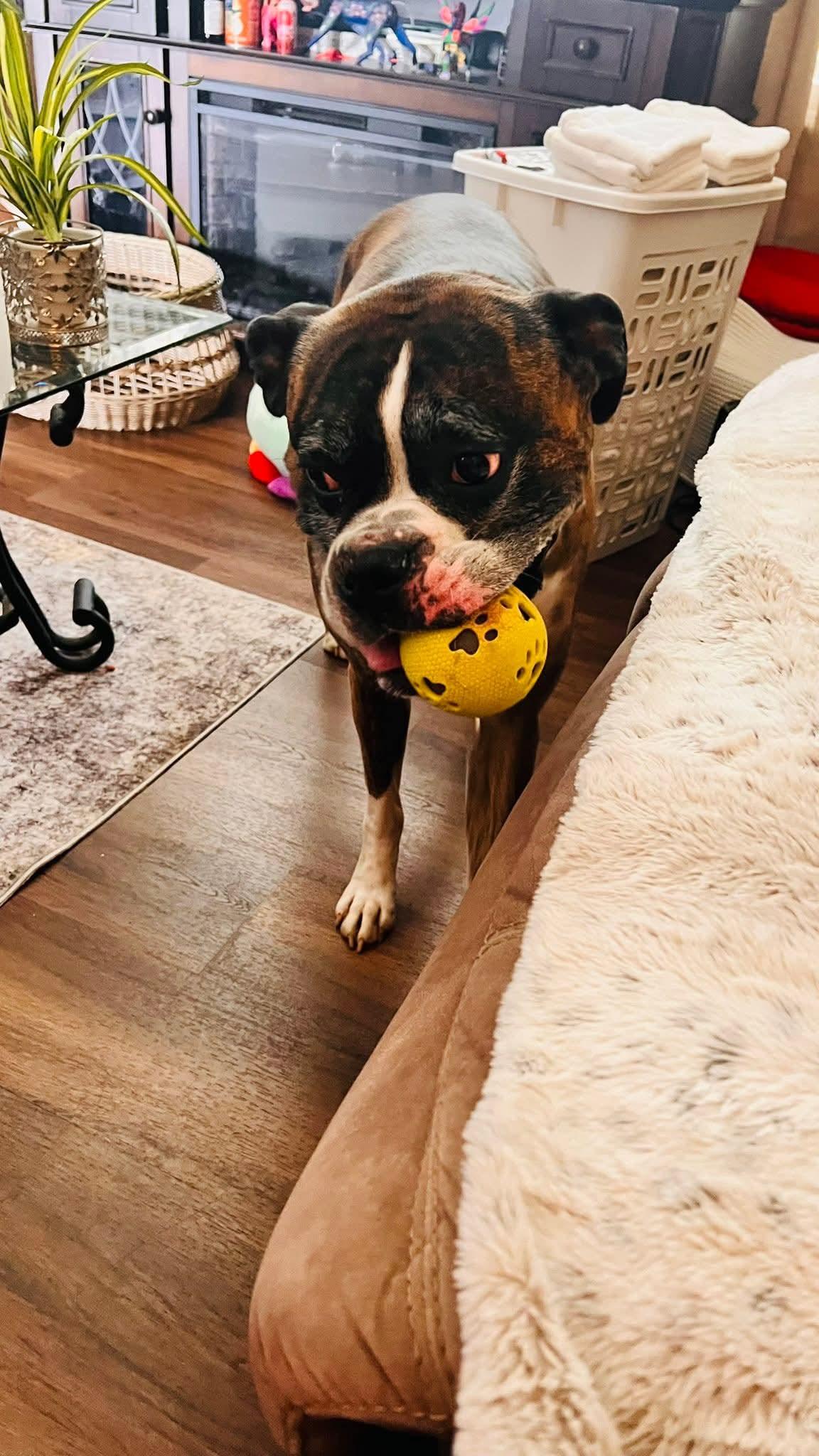 Enlarge Rocko , an adopted Boxer in Lexington, KY image 6/6