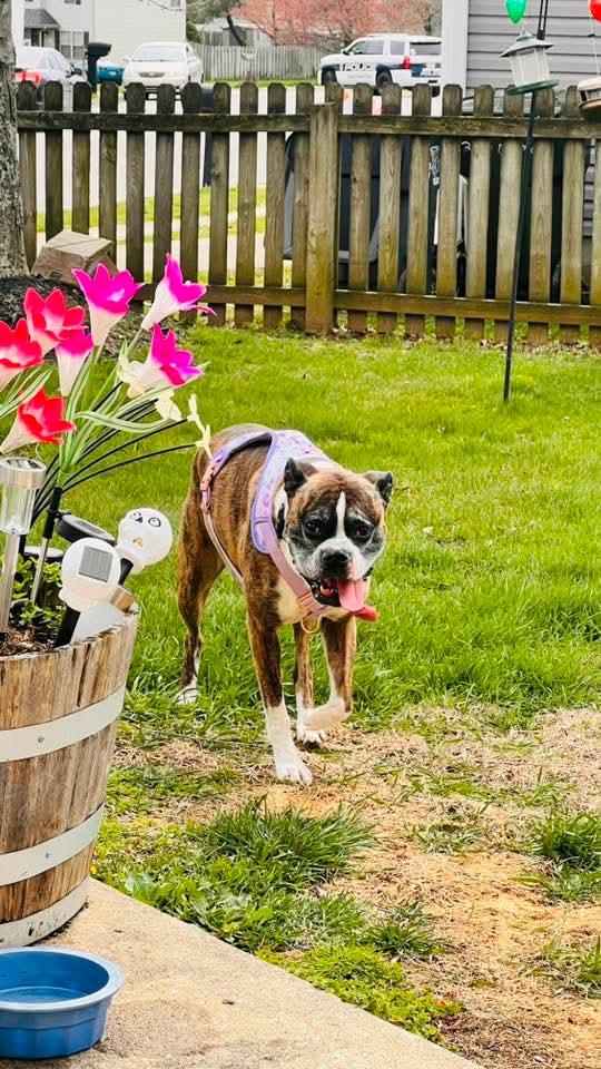 Enlarge Rocko , an adopted Boxer in Lexington, KY image 4/6