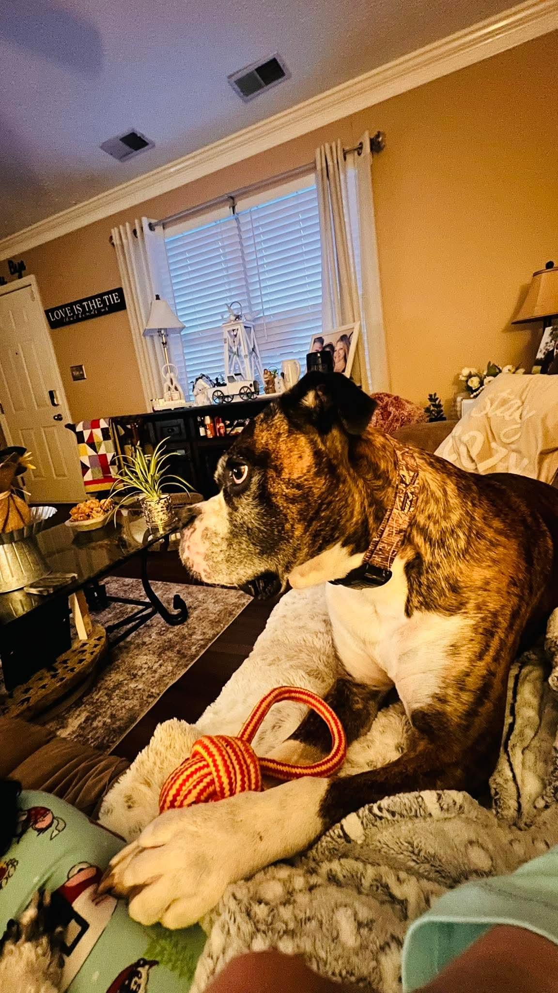 Enlarge Rocko , an adopted Boxer in Lexington, KY image 2/6