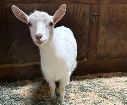 Billy, Adoptable, Young Female Goat.
