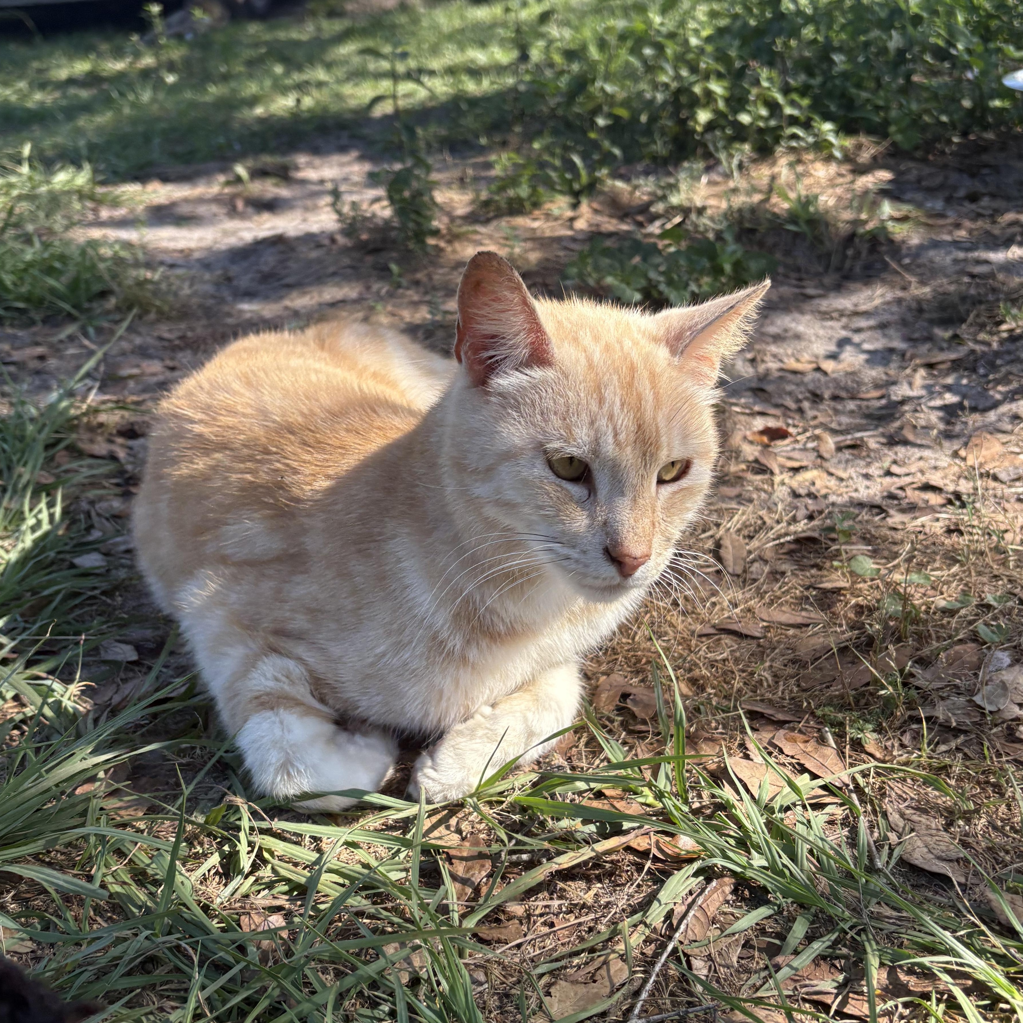 Maddox, an adoptable Domestic Medium Hair in Youngstown, FL, 32466 | Photo Image 3