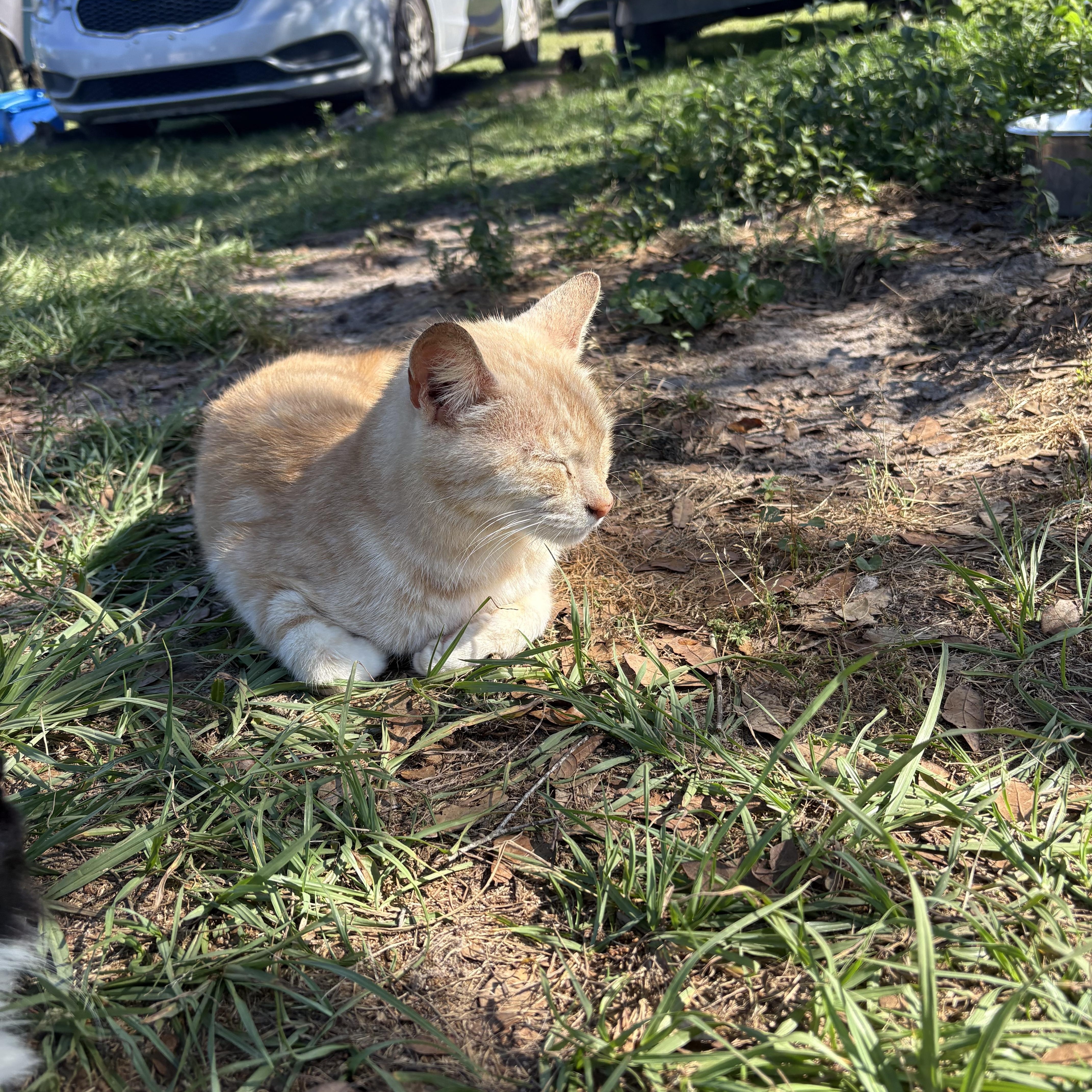 Maddox, a Adoptable mixed breed in Youngstown, FL image 4/5
