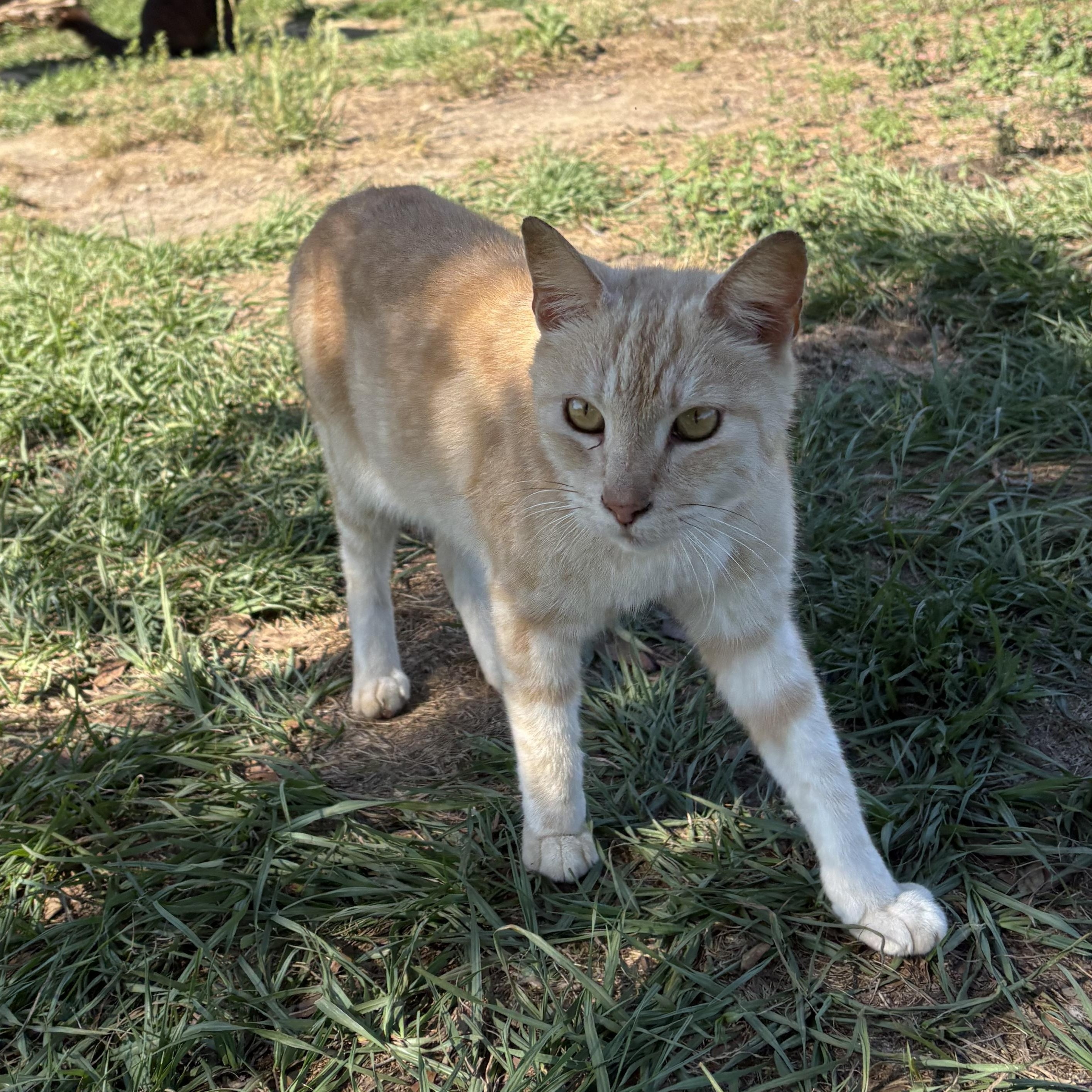 Maddox, a Adoptable mixed breed in Youngstown, FL image 1/5