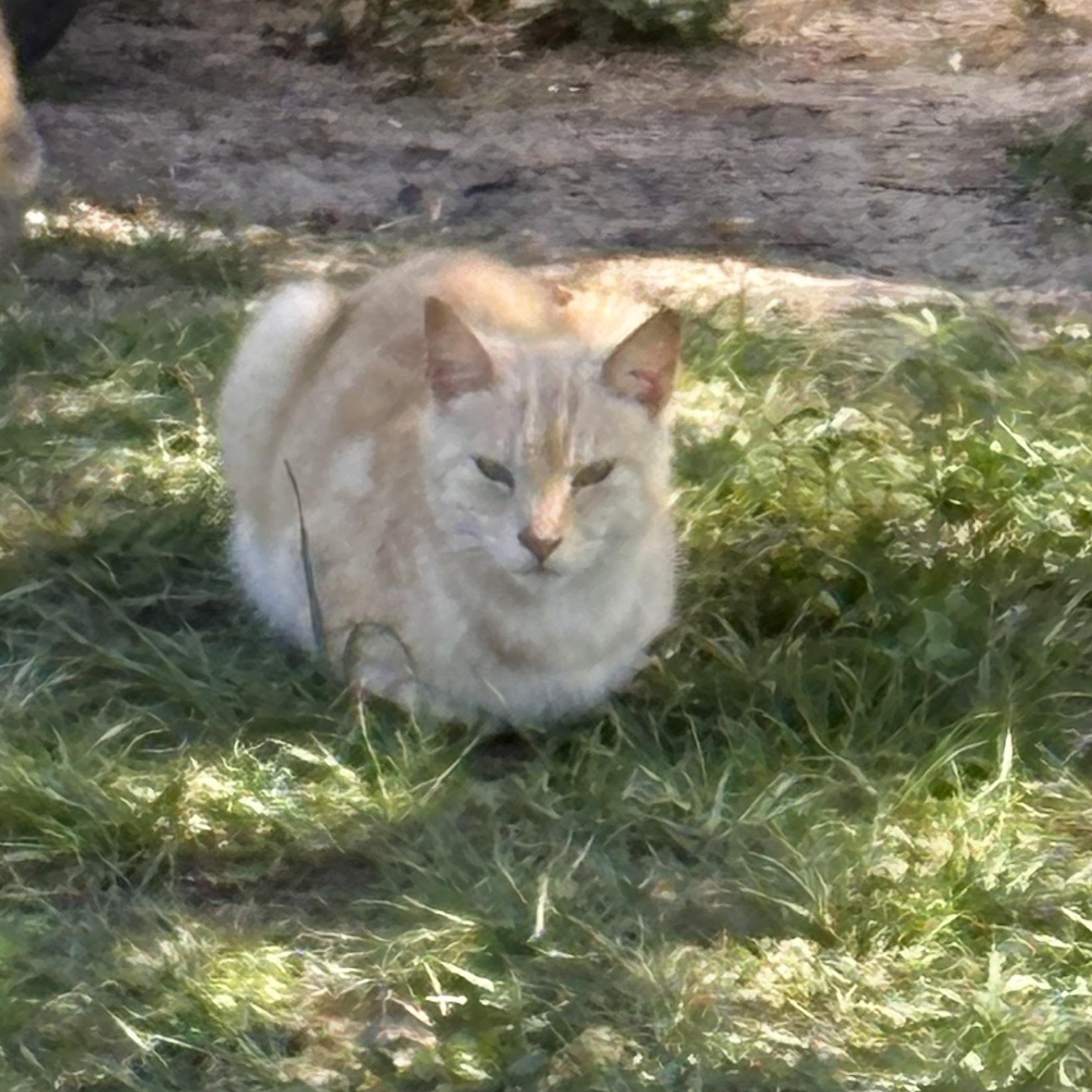 Maddox, a Adoptable mixed breed in Youngstown, FL image 5/5