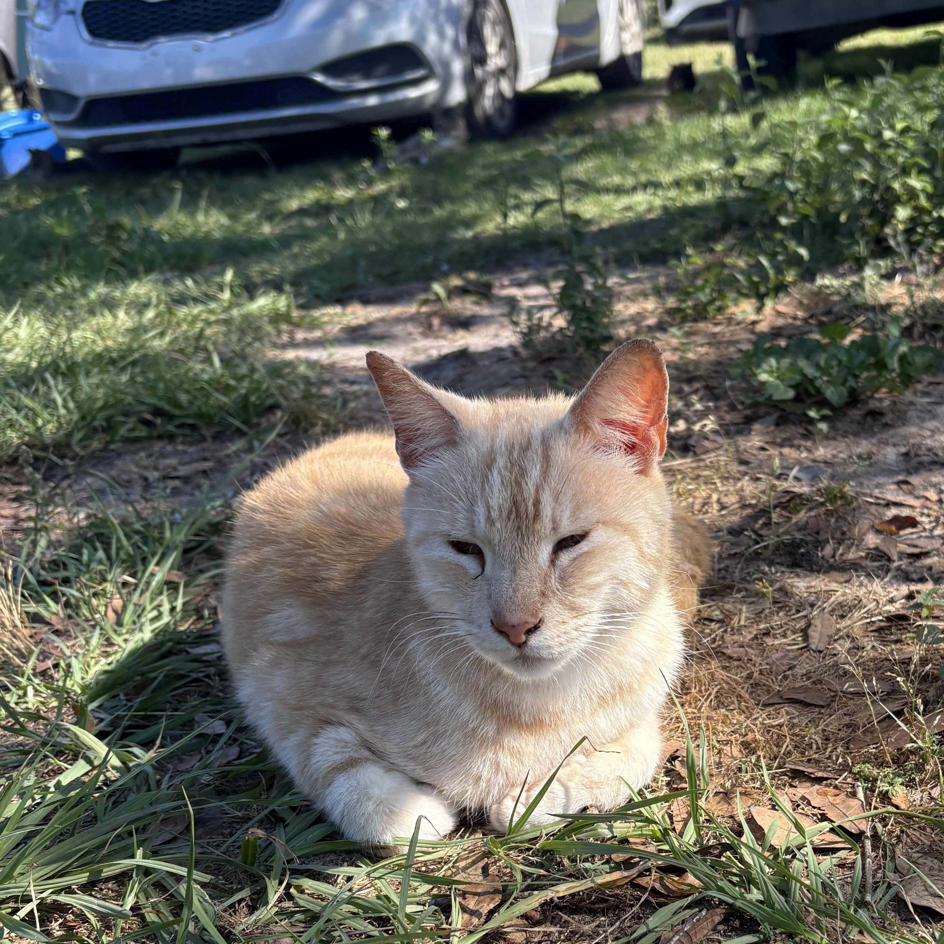 Maddox, a Adoptable mixed breed in Youngstown, FL image 2/5