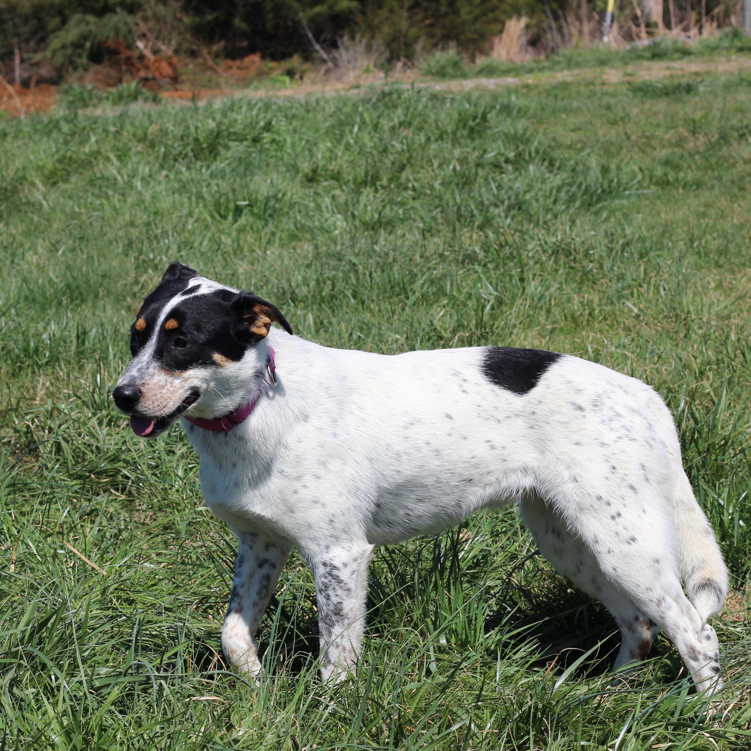Enlarge Georgia, an adopted Cattle Dog in Lebanon, TN image 6/6