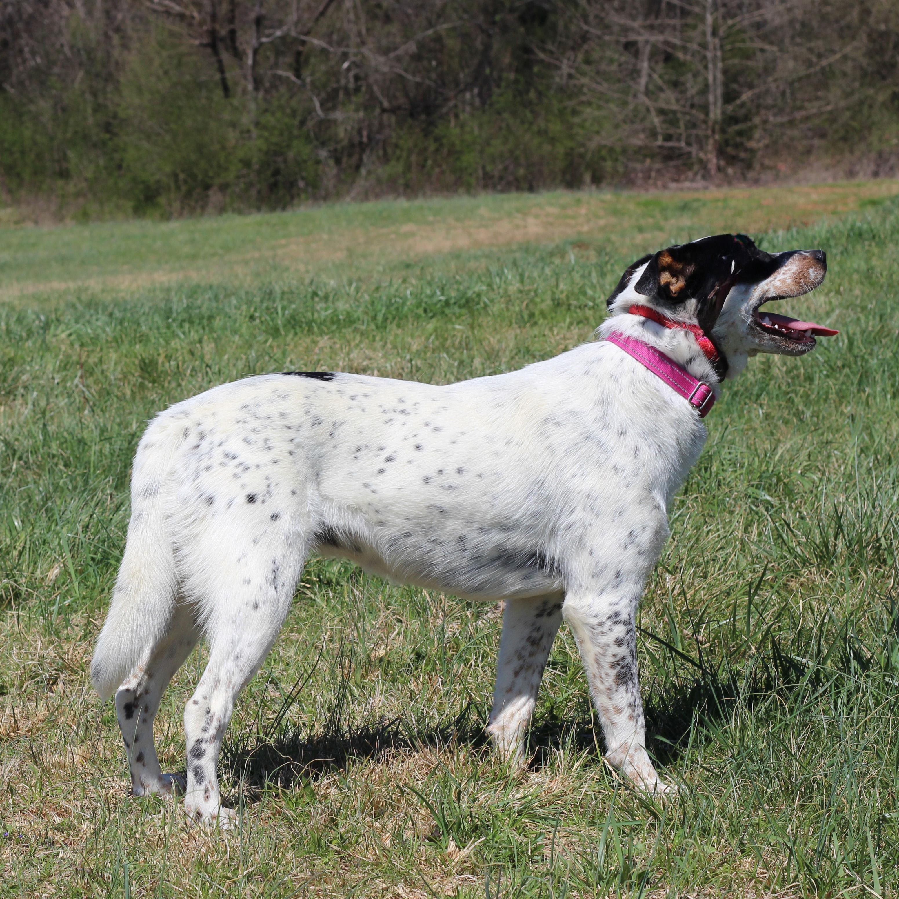 Enlarge Georgia, an adopted Cattle Dog in Lebanon, TN image 4/6