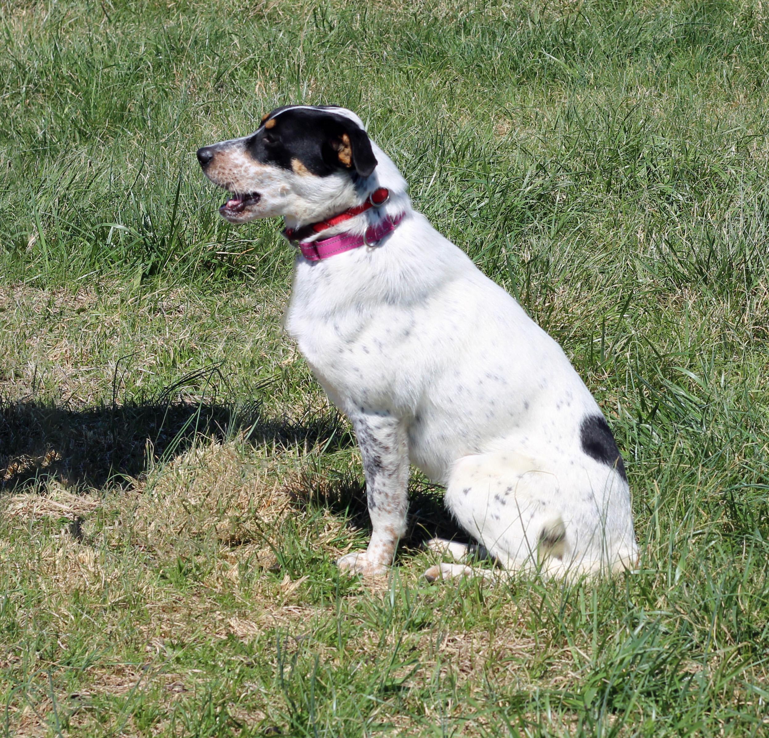 Enlarge Georgia, an adopted Cattle Dog in Lebanon, TN image 5/6