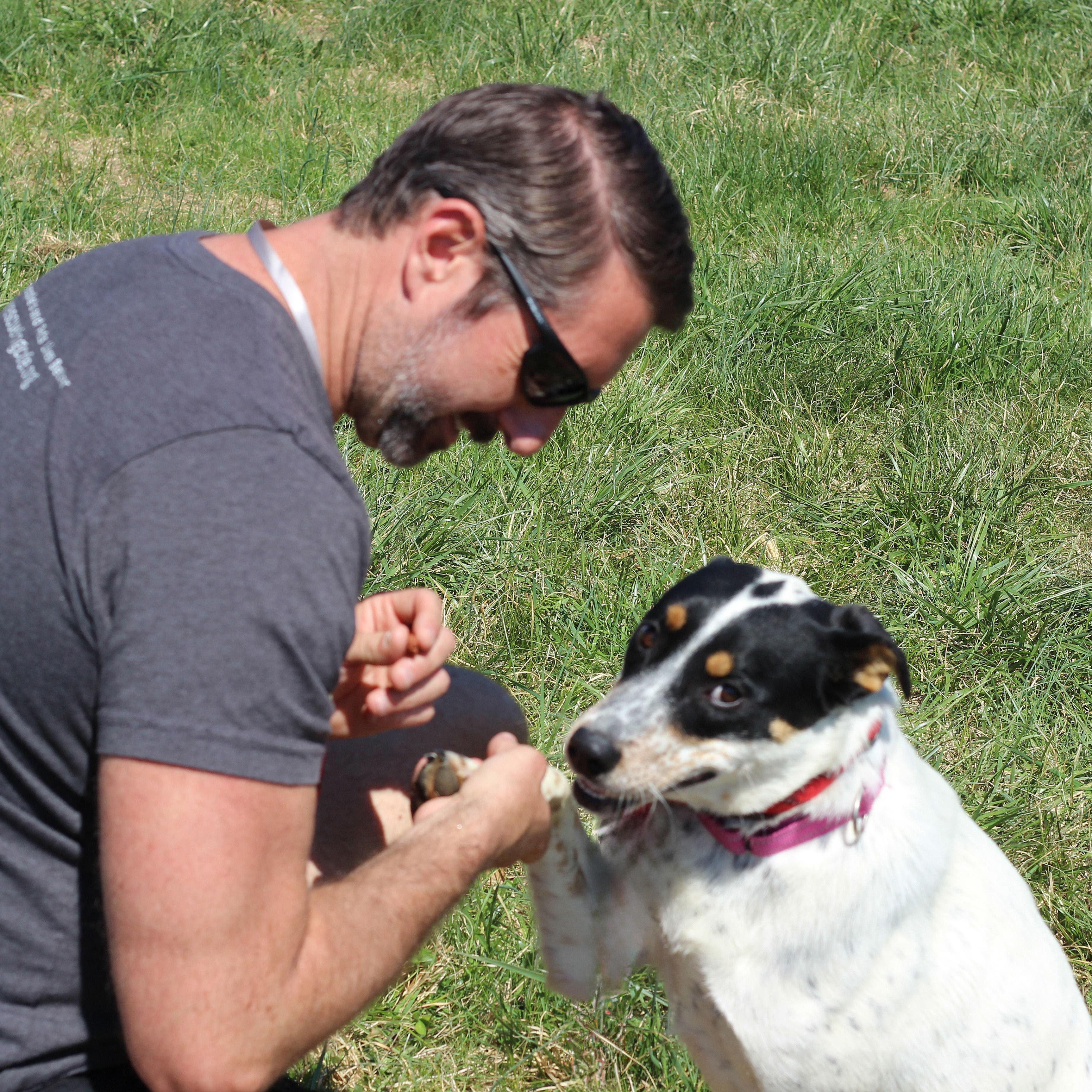 Enlarge Georgia, an adopted Cattle Dog in Lebanon, TN image 3/6