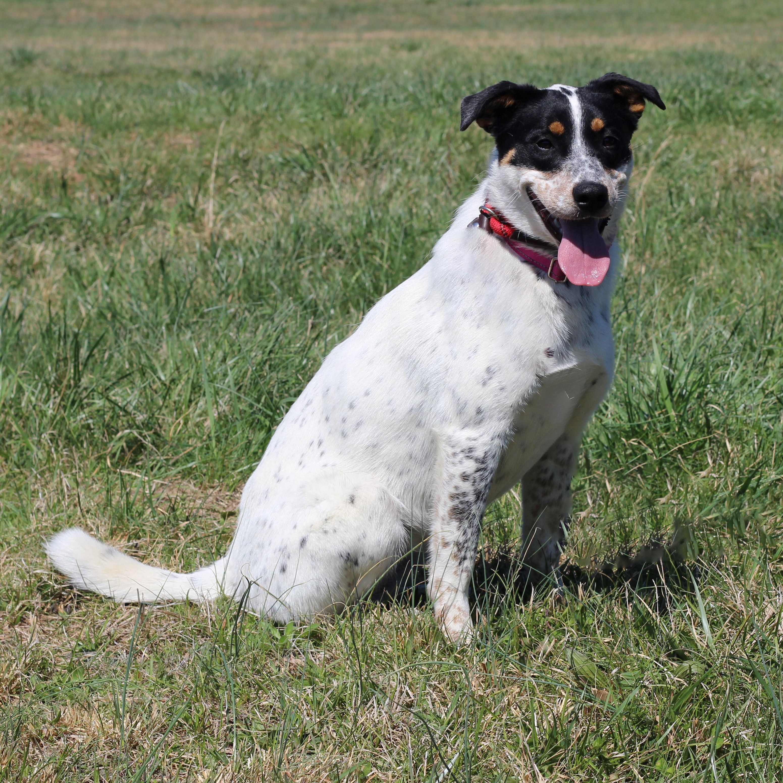 Enlarge Georgia, an adopted Cattle Dog in Lebanon, TN image 2/6