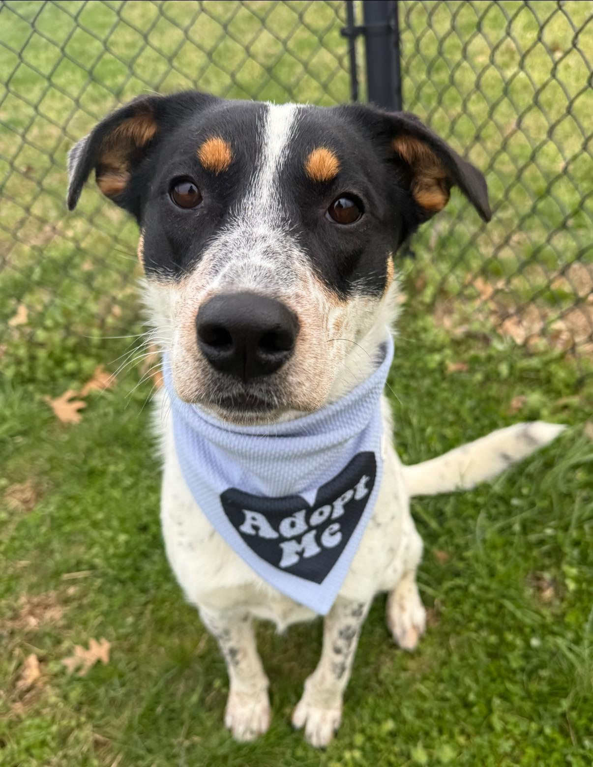 Georgia, adopted, Young Female Cattle Dog.