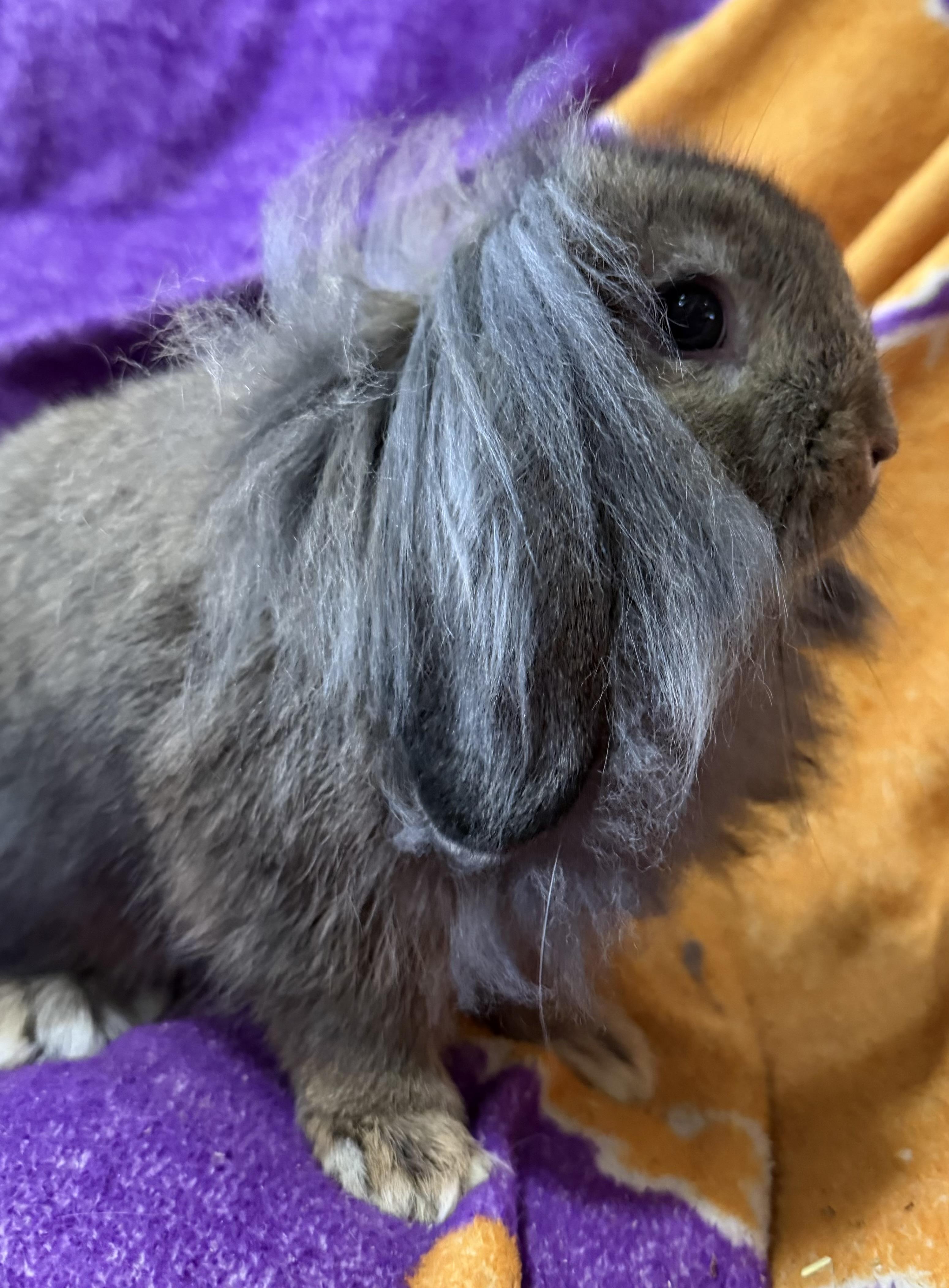 Mopsey photo