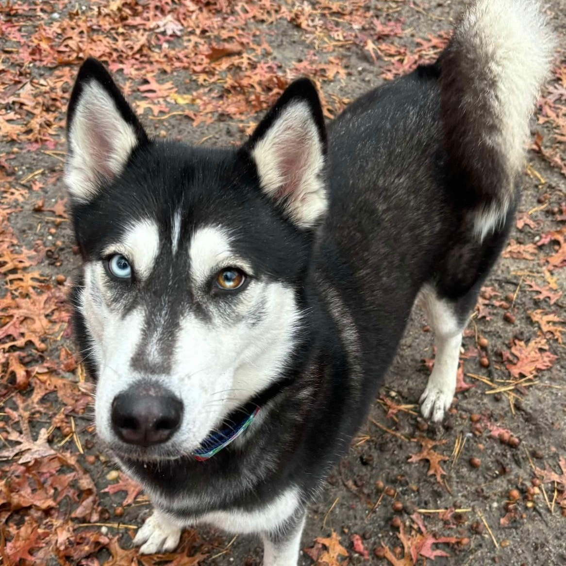 Karma, Adoptable, Adult Female Husky.