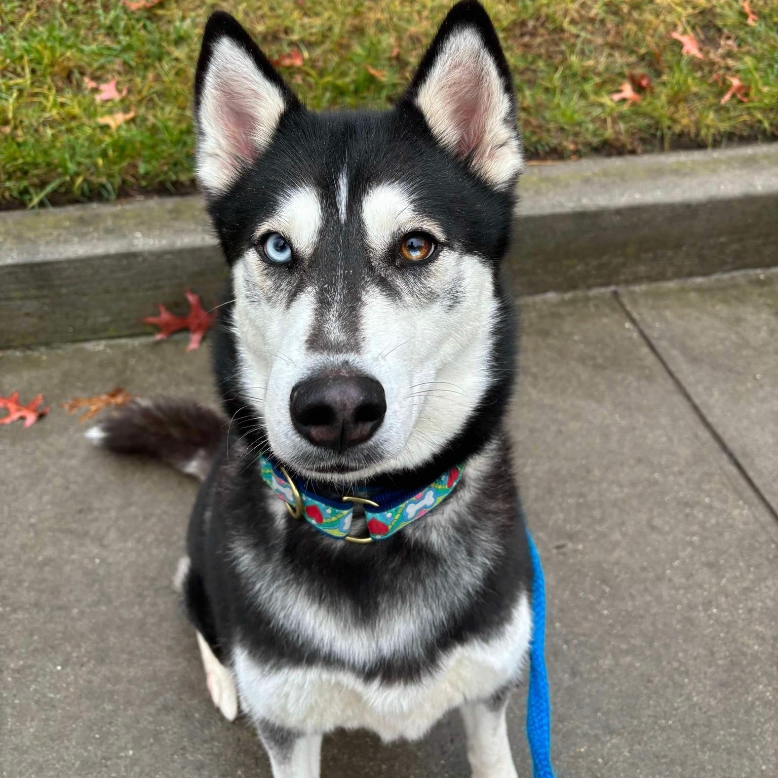 Karma, a Adoptable Husky in Brookhaven, NY image 2/4