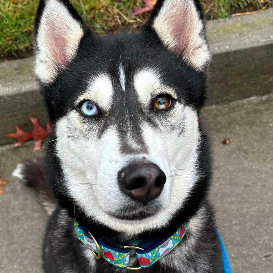Karma, a Adoptable Husky in Brookhaven, NY image 3/4