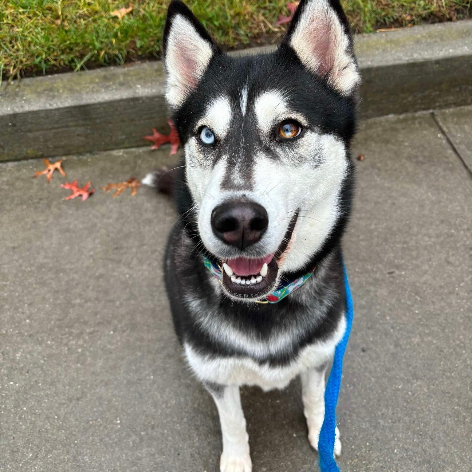 Karma, a Adoptable Husky in Brookhaven, NY image 4/4