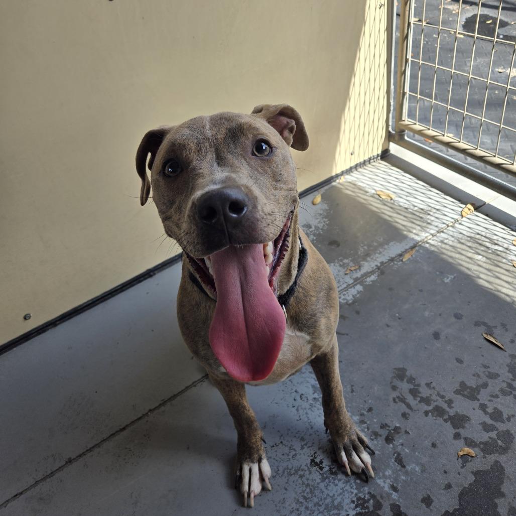 Butterball, Adoptable, Young Male Pit Bull Terrier.