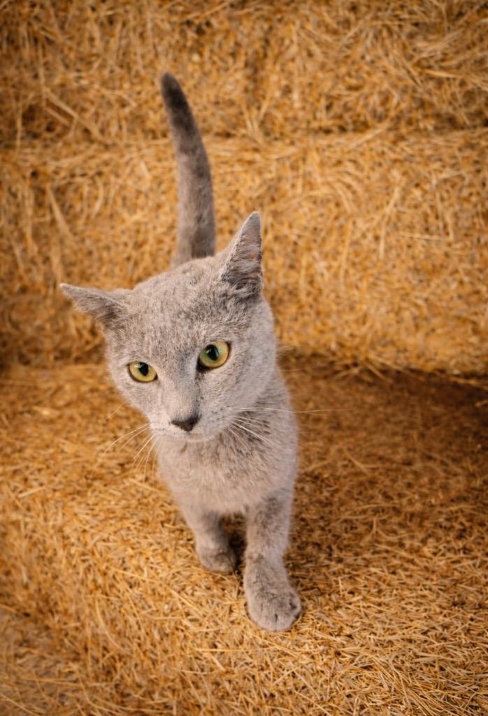 Enlarge Smokey, a Adopted mixed breed in Wauchula, FL image 1/1