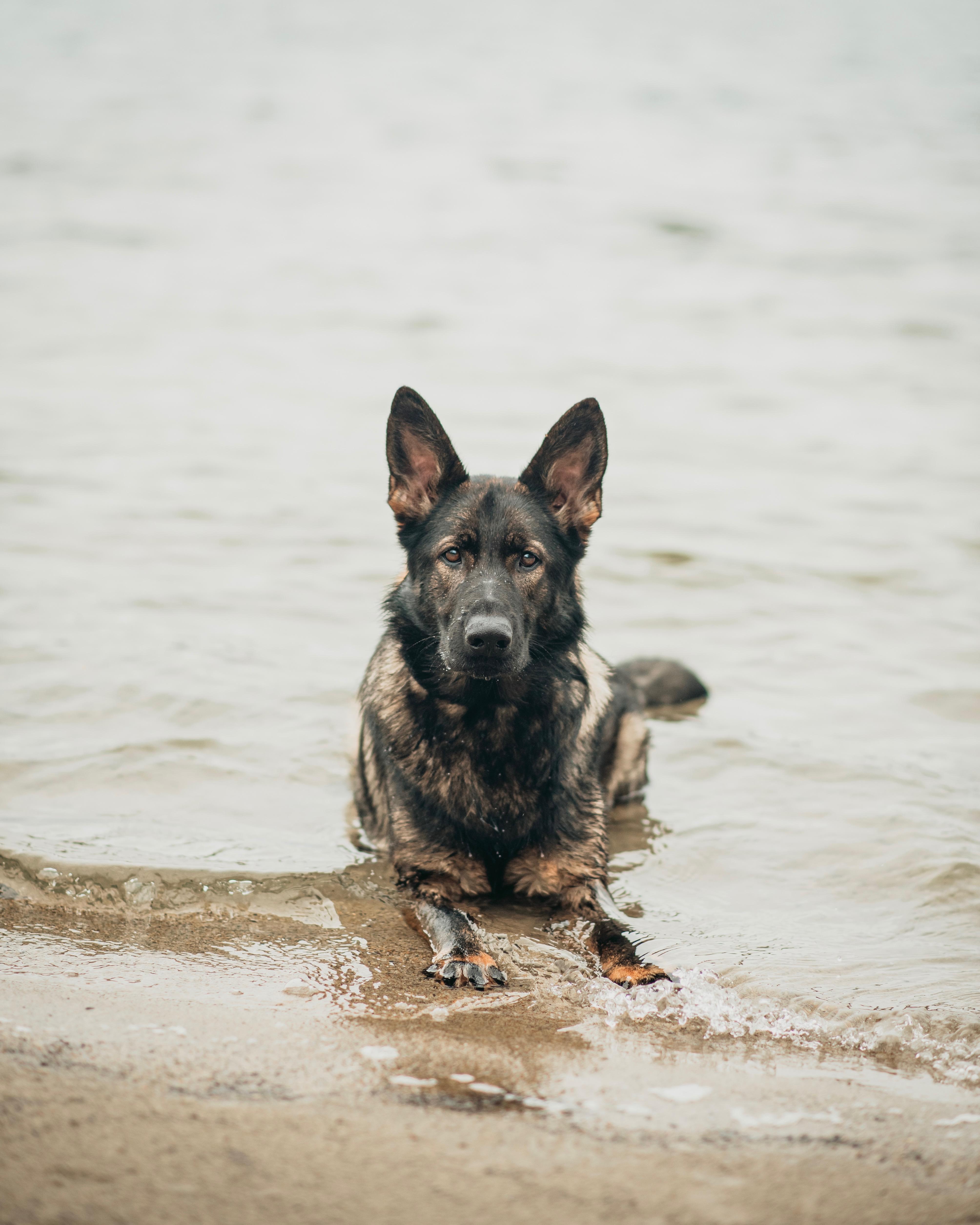 Enlarge Willow, a ADOPTABLE German Shepherd Dog in Simsbury, CT image 2/6