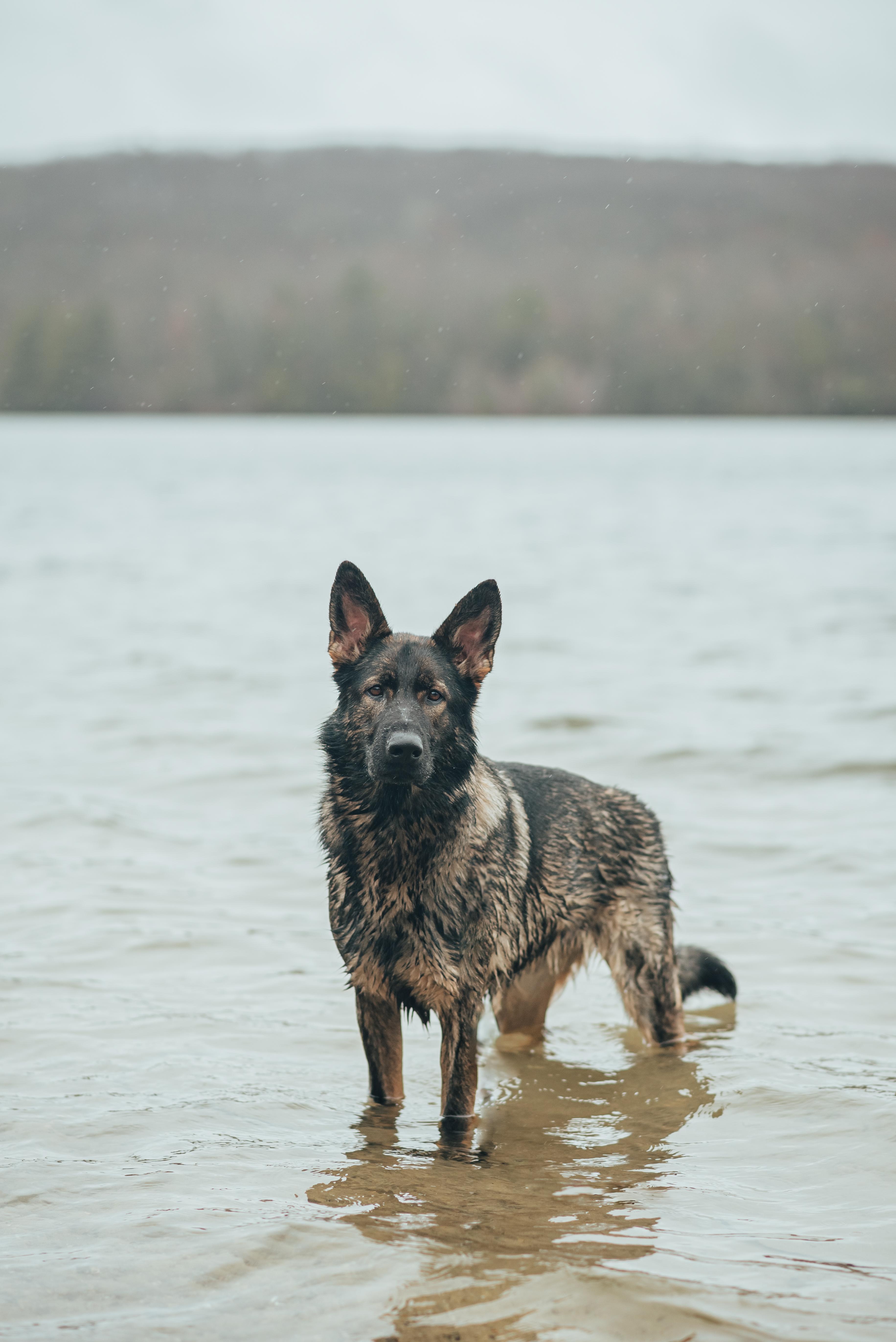Willow, ADOPTABLE, Adult Female German Shepherd Dog.