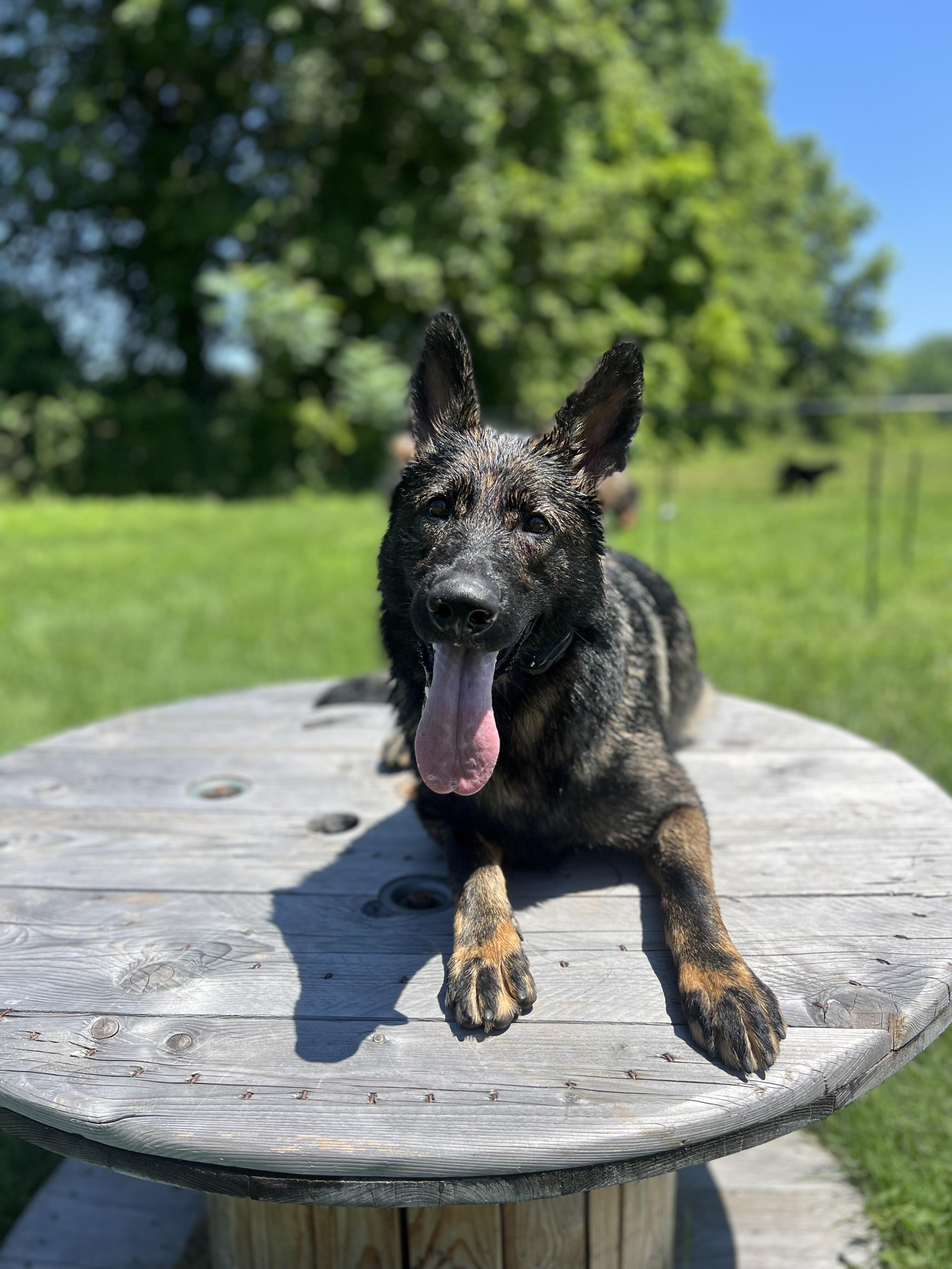 Enlarge Willow, a ADOPTABLE German Shepherd Dog in Simsbury, CT image 3/6
