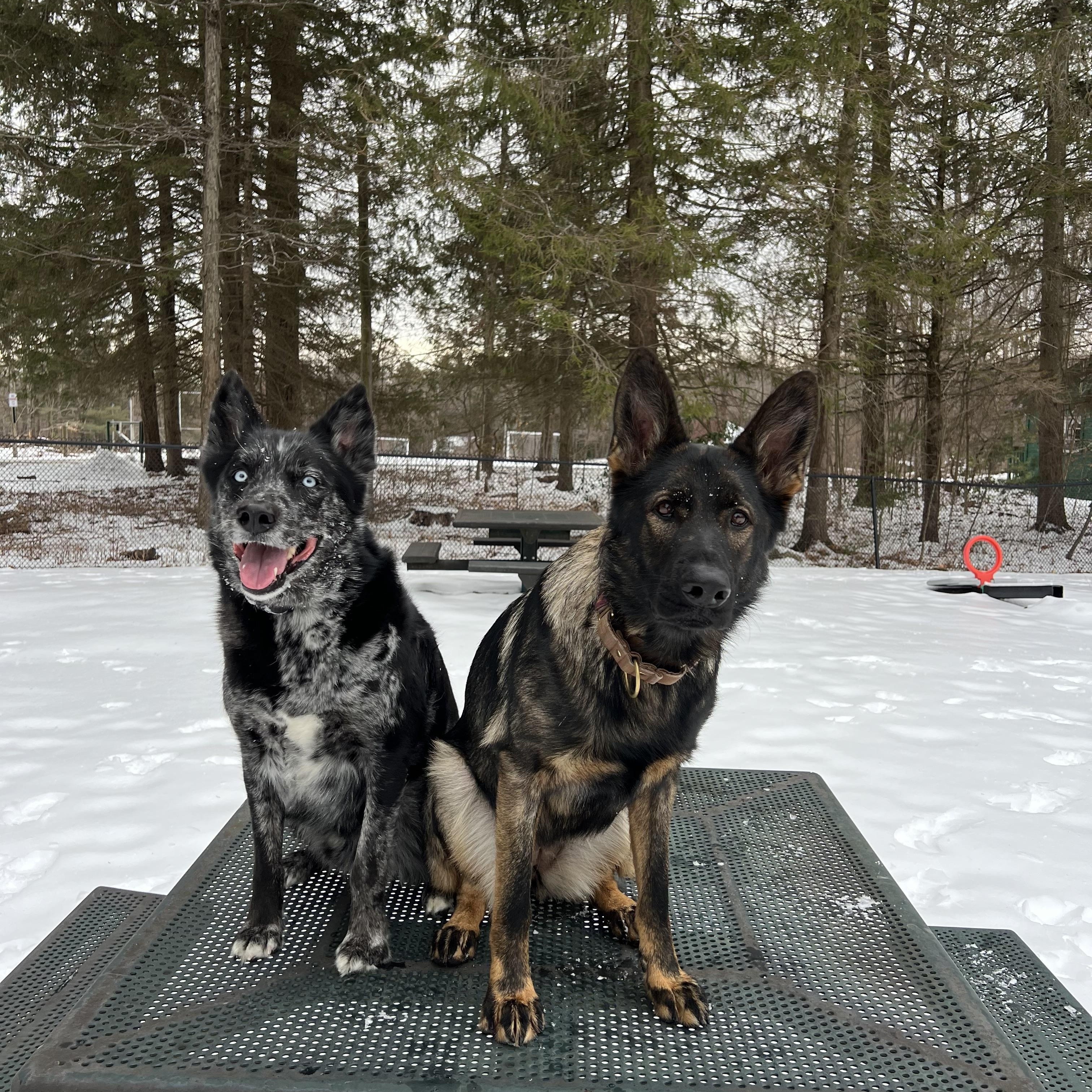 Enlarge Willow, a ADOPTABLE German Shepherd Dog in Simsbury, CT image 6/6