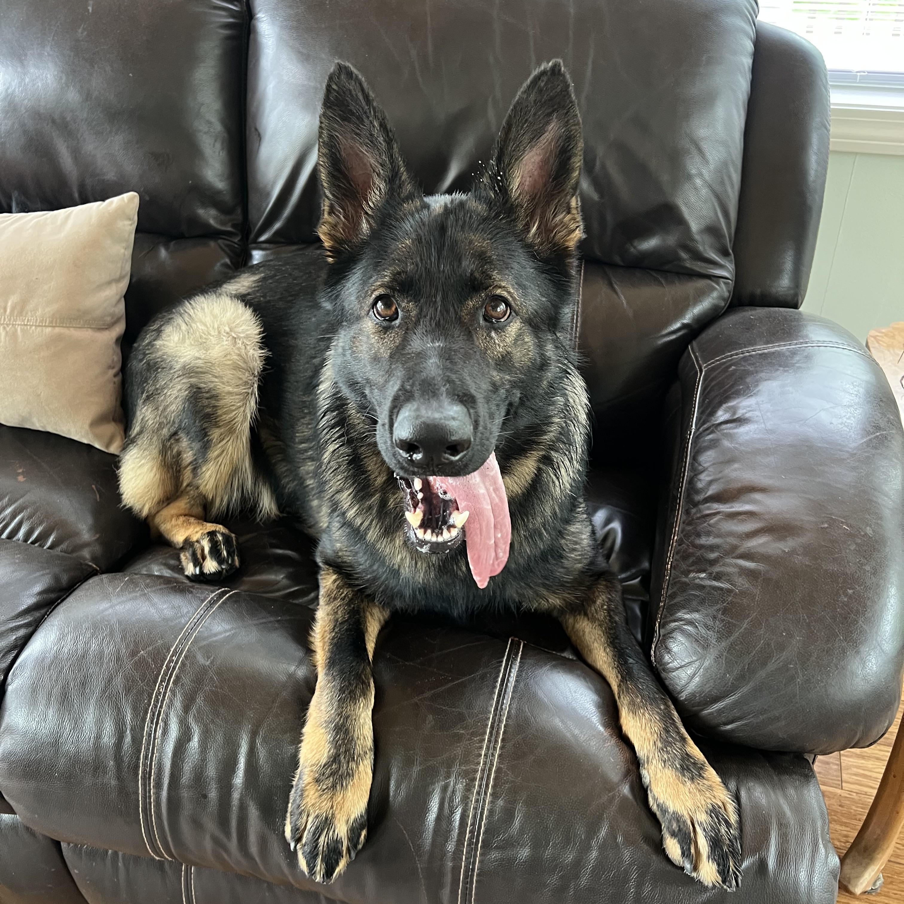 Enlarge Willow, a ADOPTABLE German Shepherd Dog in Simsbury, CT image 5/6