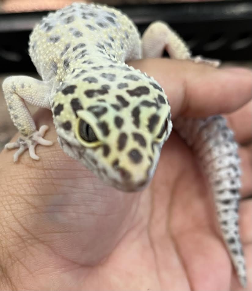 Greyson, Adult Male unknown
