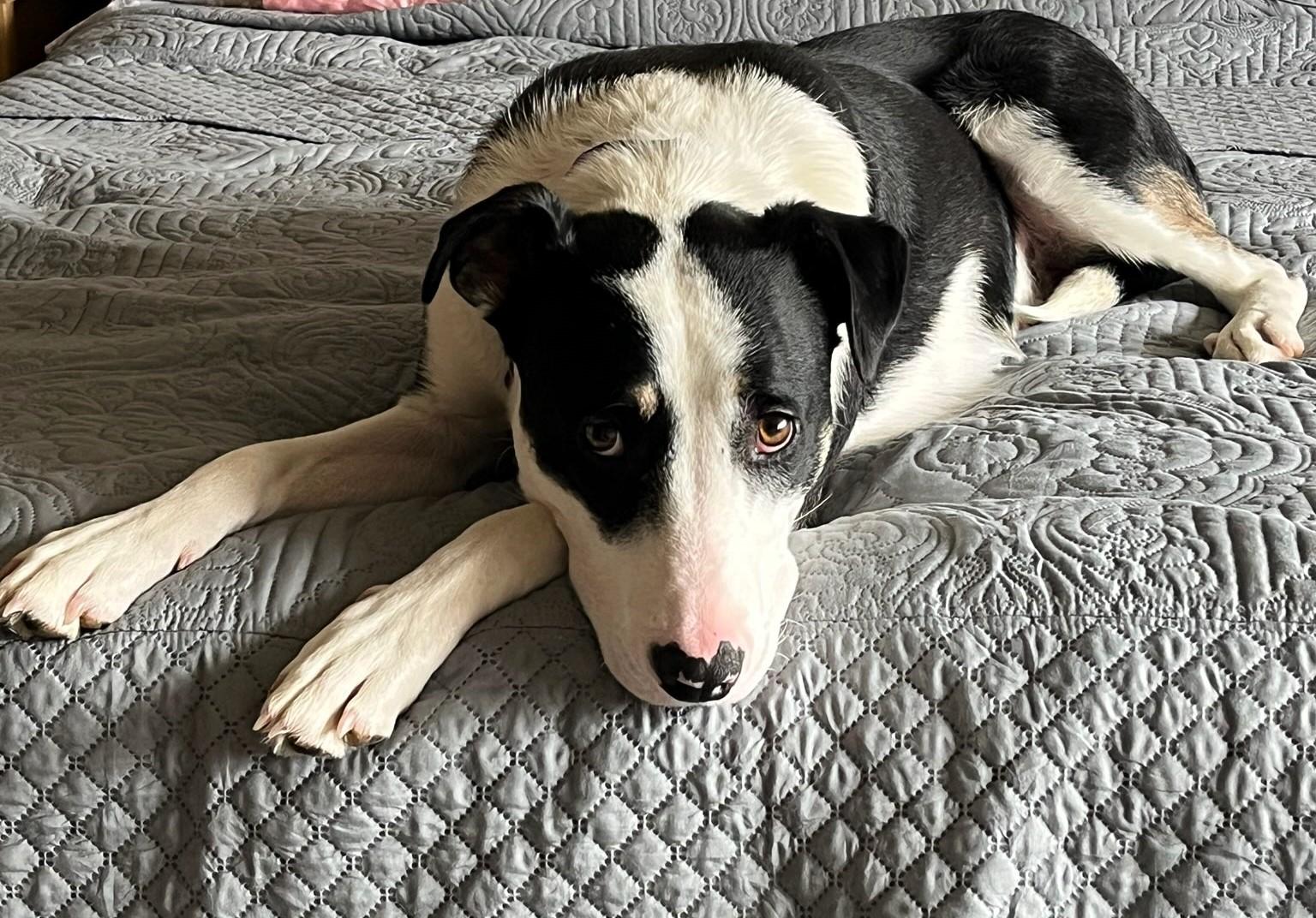 Danny, an adoptable Border Collie, Pit Bull Terrier in Pinedale, WY, 82941 | Photo Image 1