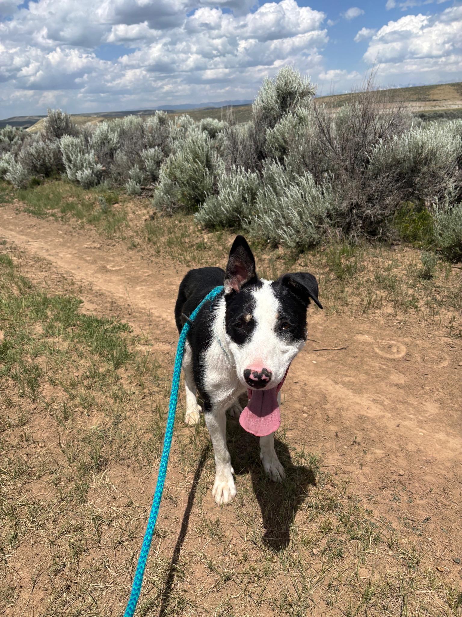 Diesel aka Danny, an adoptable Border Collie, Pit Bull Terrier in Pinedale, WY, 82941 | Photo Image 2