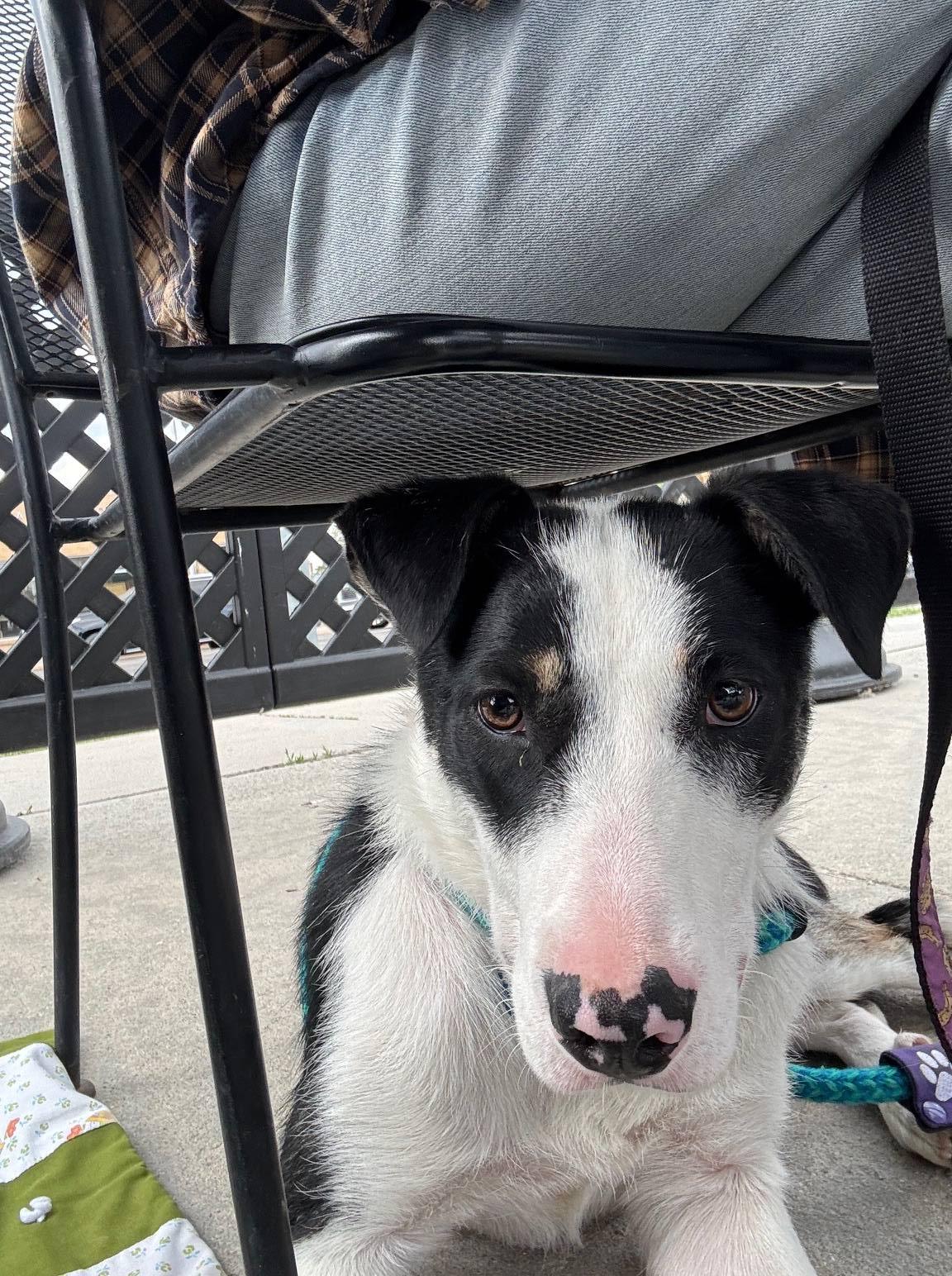 Diesel aka Danny, an adoptable Border Collie, Pit Bull Terrier in Pinedale, WY, 82941 | Photo Image 5